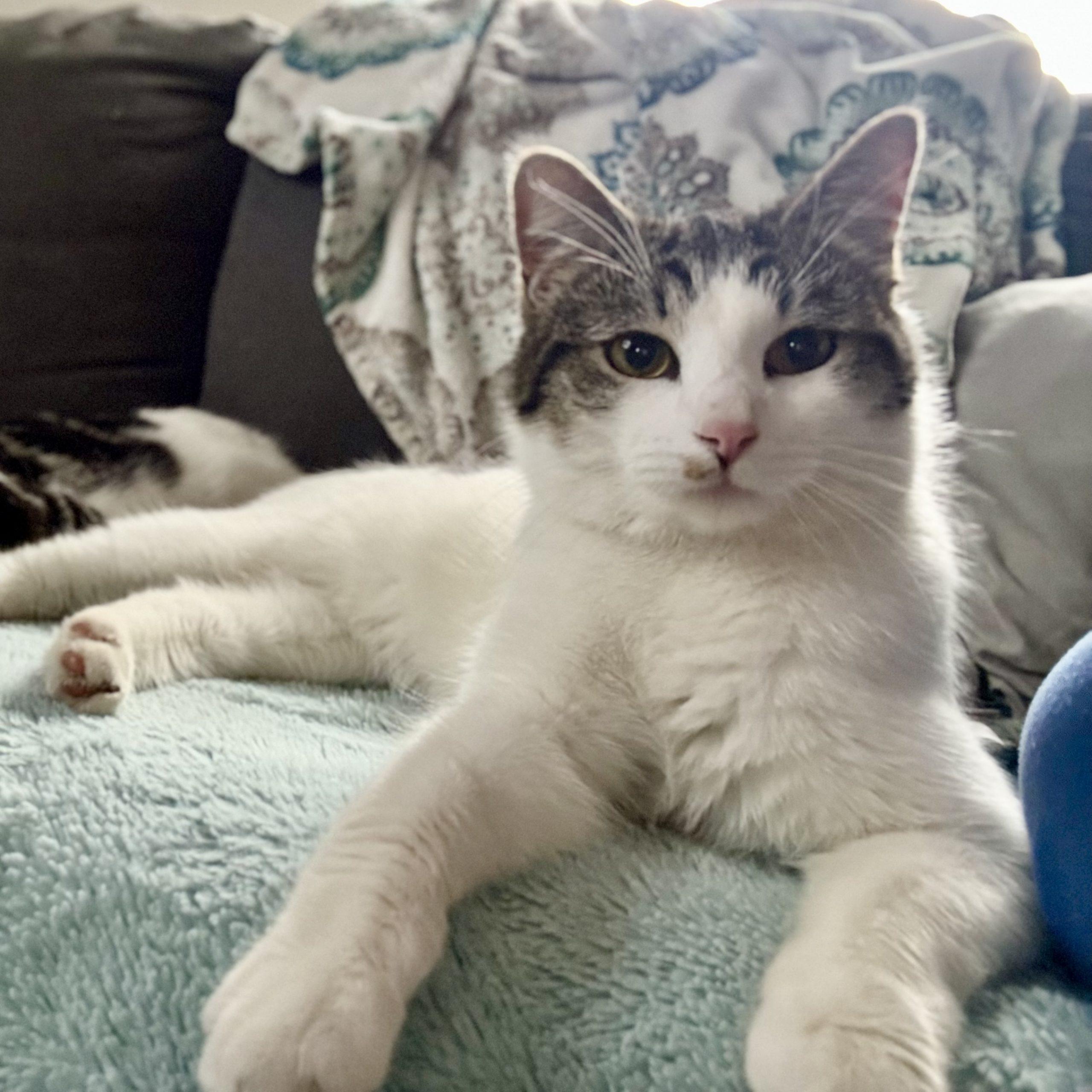 Arthur, a Adoptable Domestic Short Hair in Georgetown, KY image 5/5