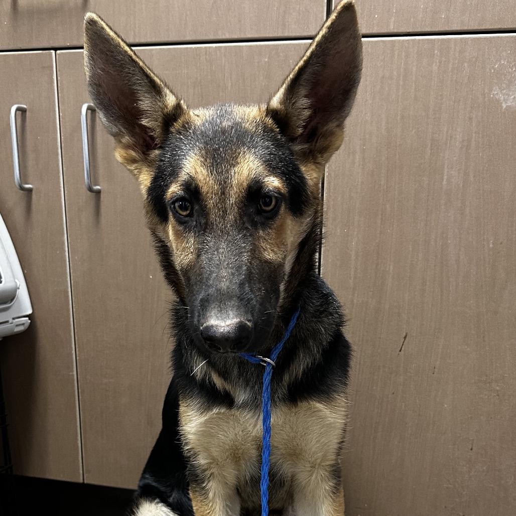 Enlarge Neptune, a Adoptable mixed breed in West Point, MS image 1/4