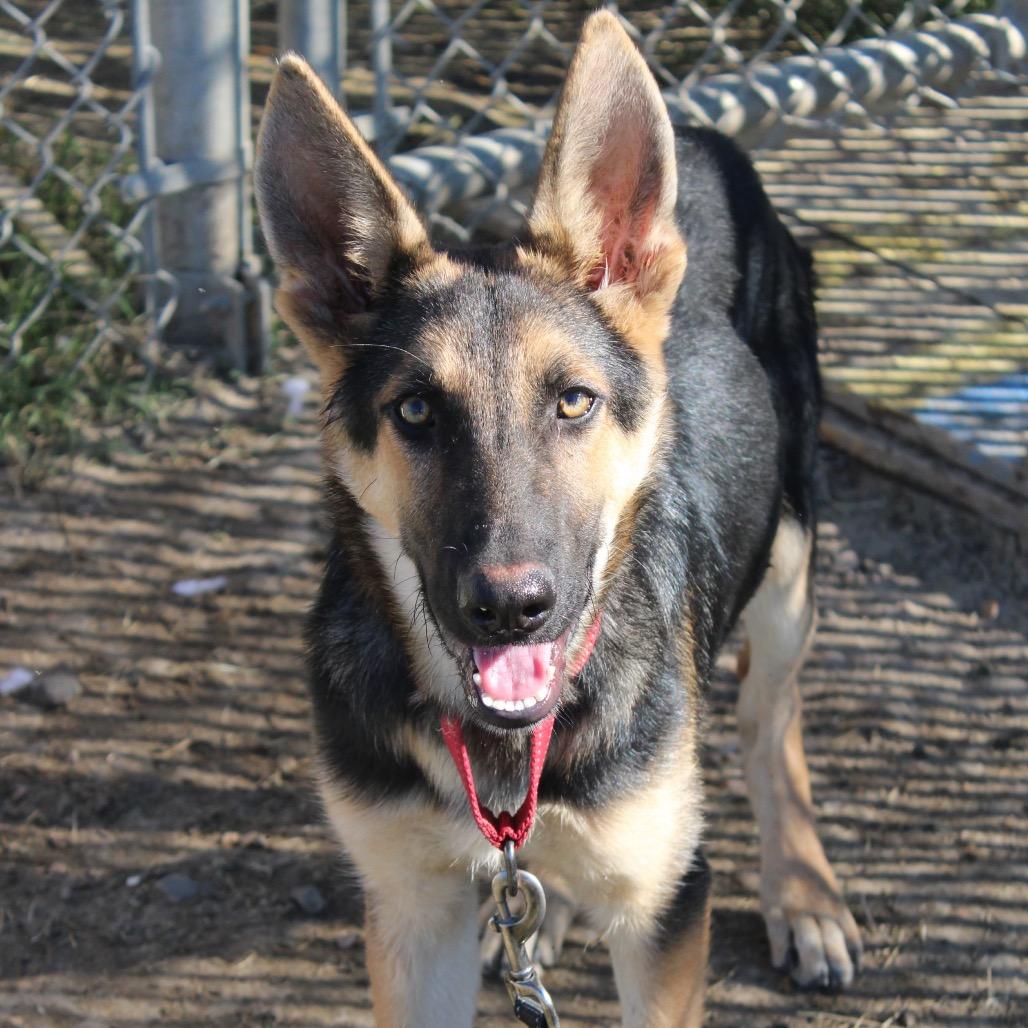 Enlarge Neptune, a Adoptable mixed breed in West Point, MS image 2/4
