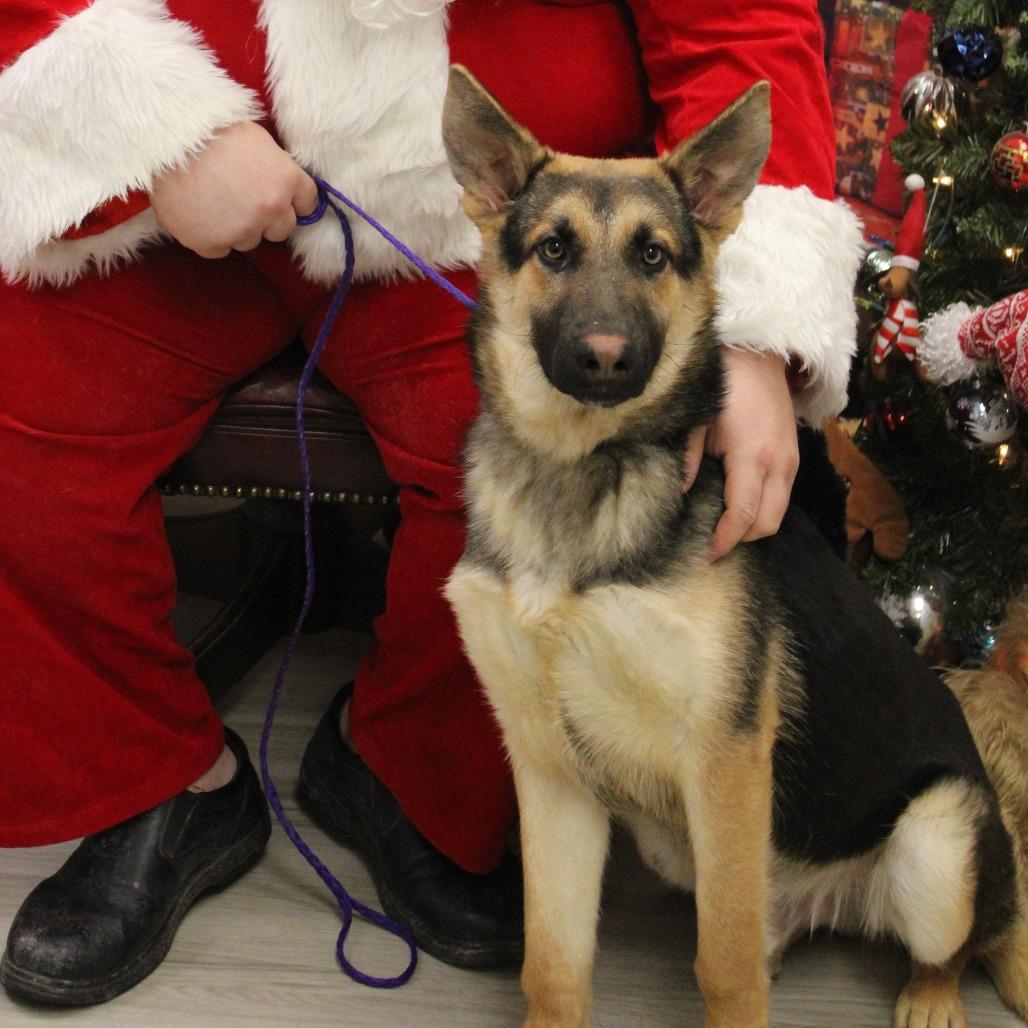 Enlarge Neptune, a Adoptable mixed breed in West Point, MS image 4/4