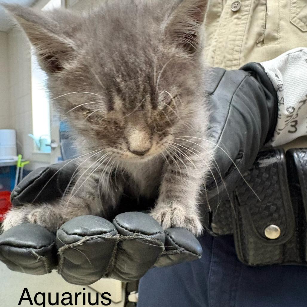 Aquarius, Adoptable, Kitten Male Domestic Short Hair.
