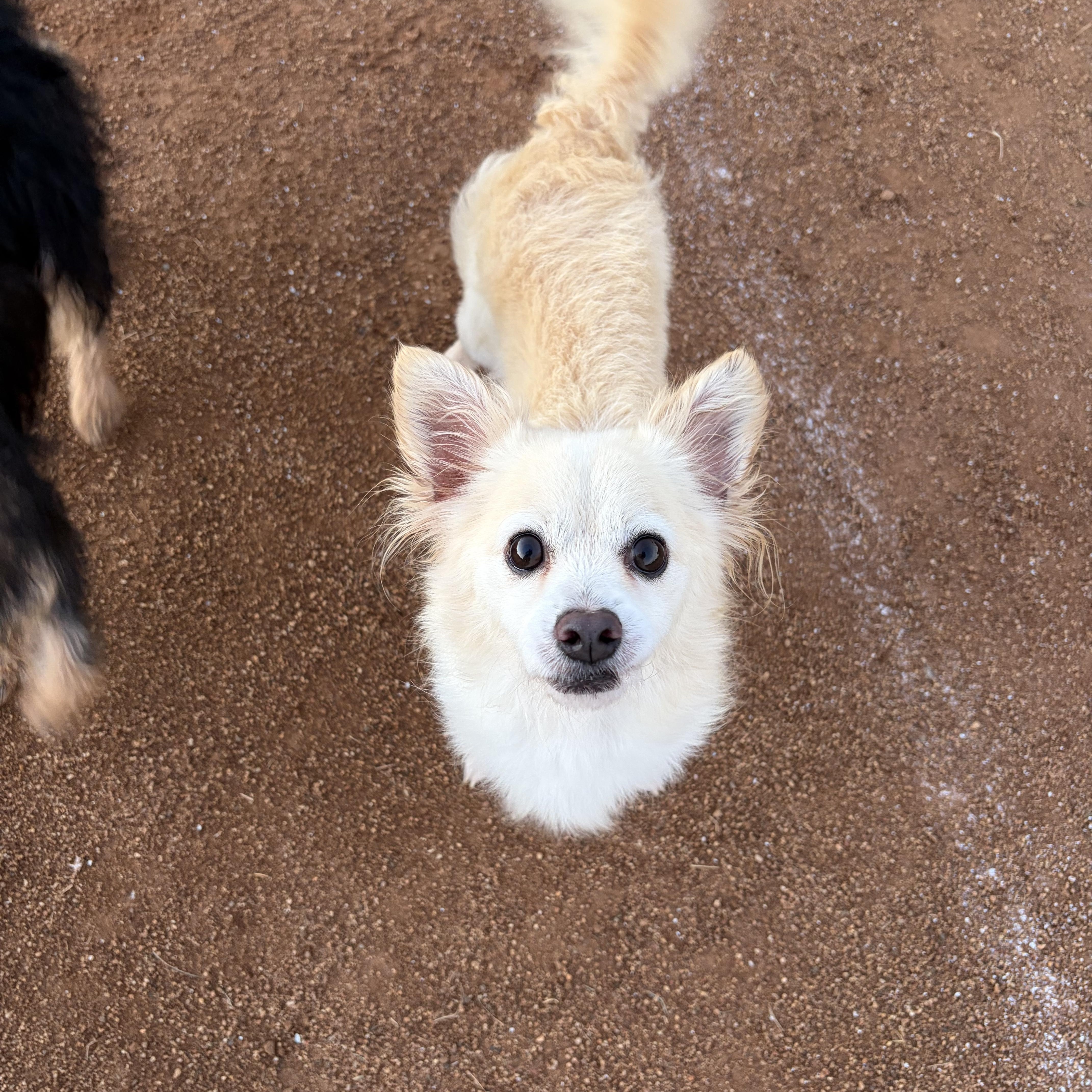 Enlarge Rico, a Adoptable mixed breed in Corona, CA image 1/2
