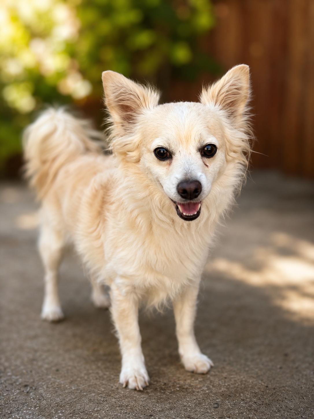 Rico, adoptable, Adult Male Papillon.
