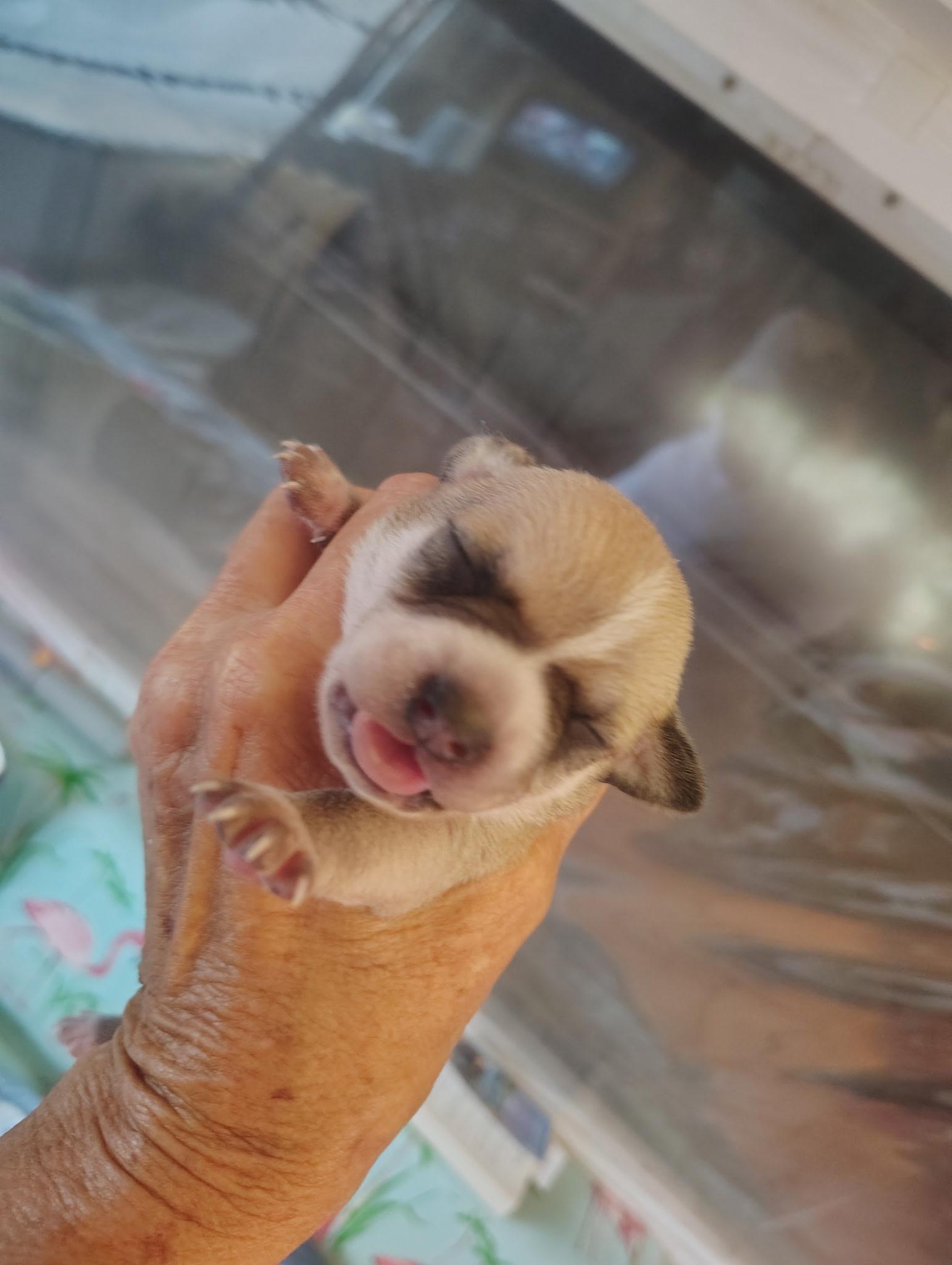 Bandit, Adoptable, Puppy Male Chihuahua & Dachshund.