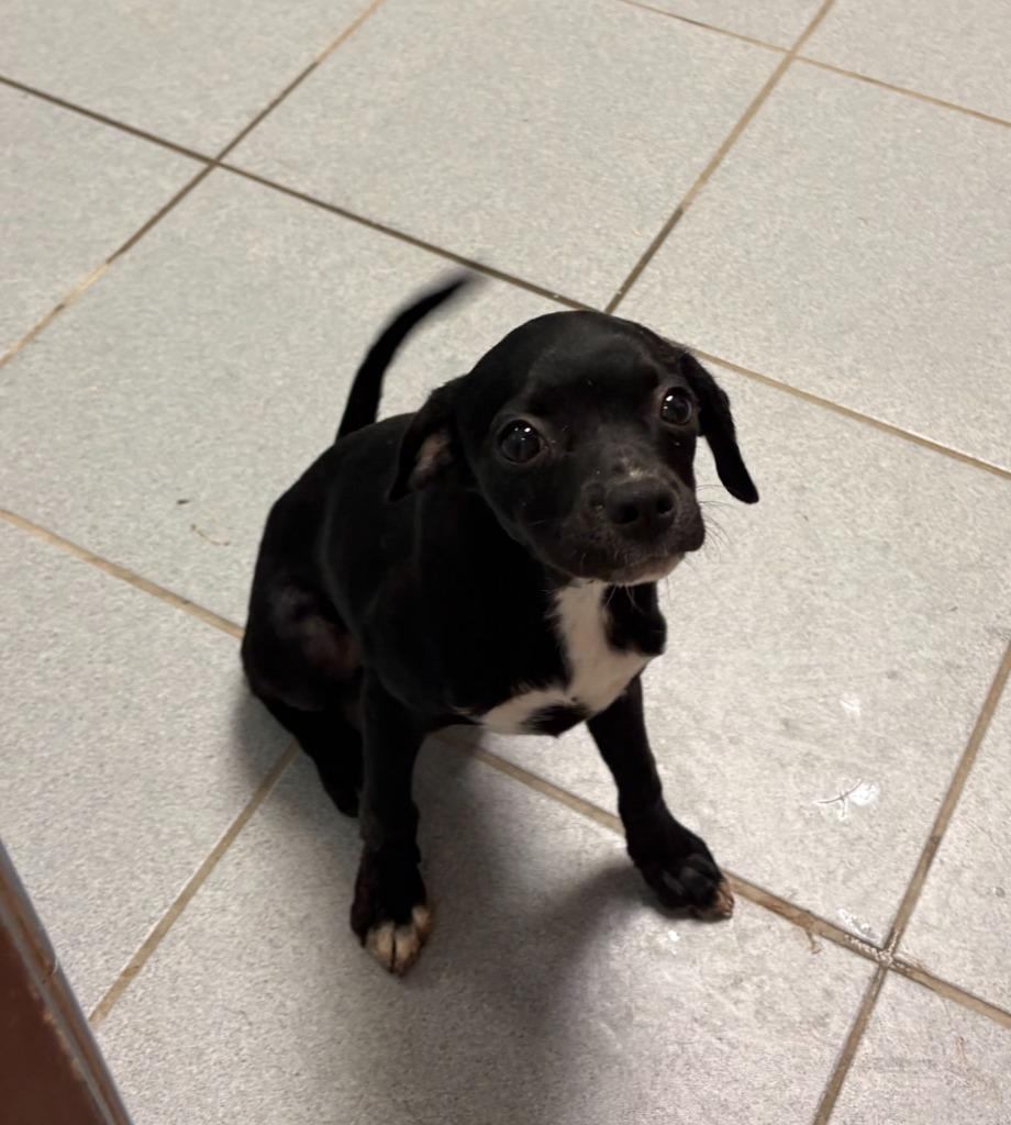 Plum, Adoptable, Puppy Female Chihuahua & Mixed Breed.