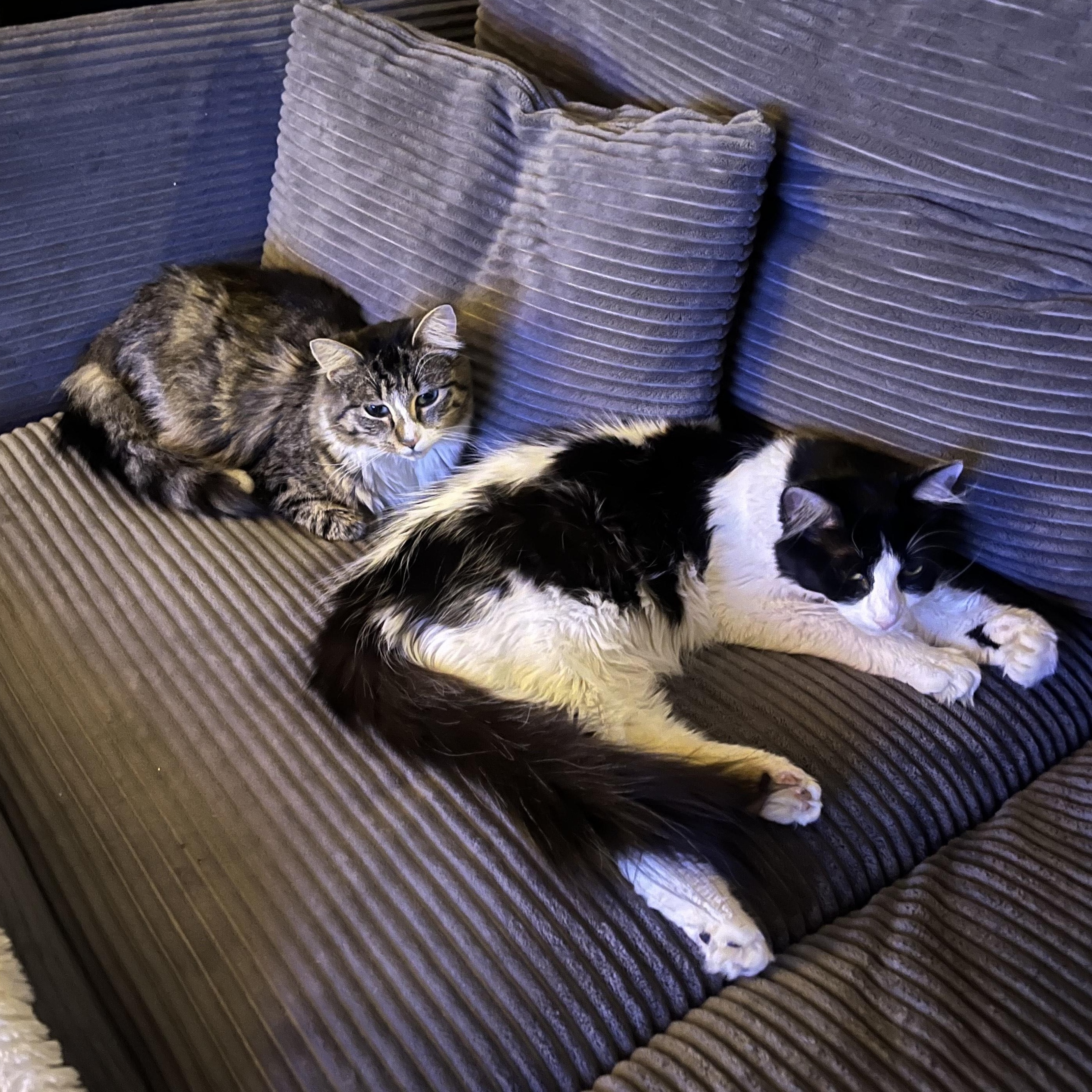 Mona & Stella (Courtesy Post), Adoptable, Young Female Domestic Long Hair.