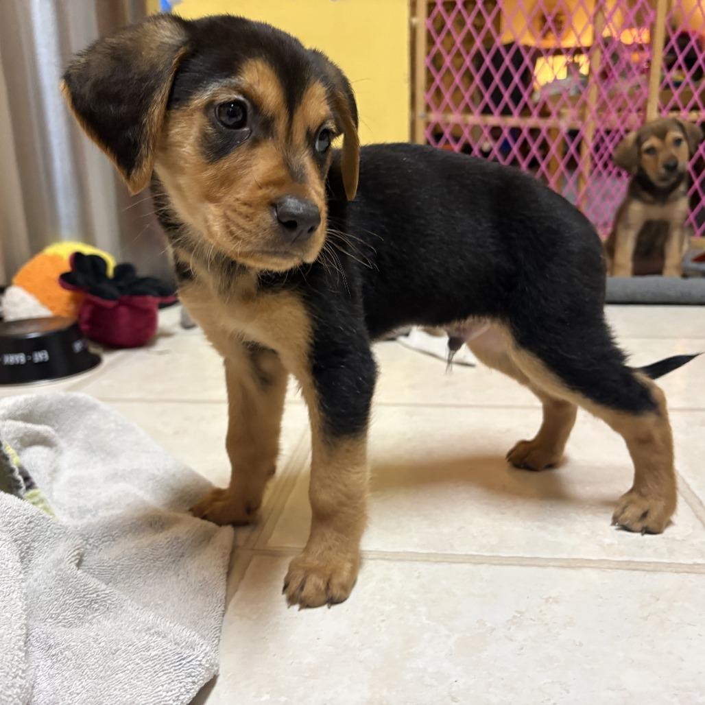 Rockie — thumbnail 2