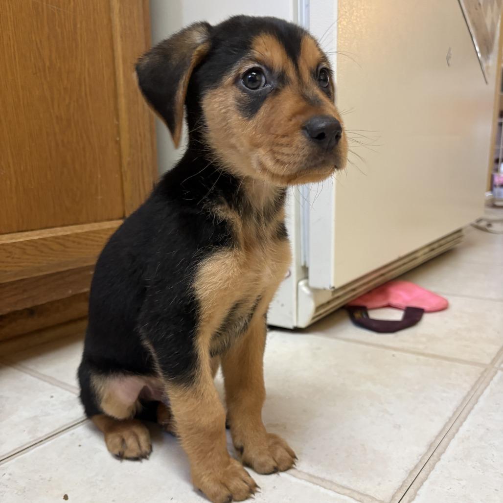 Rockie — thumbnail 3