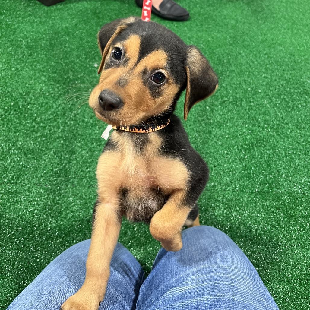 Rockie — thumbnail 4