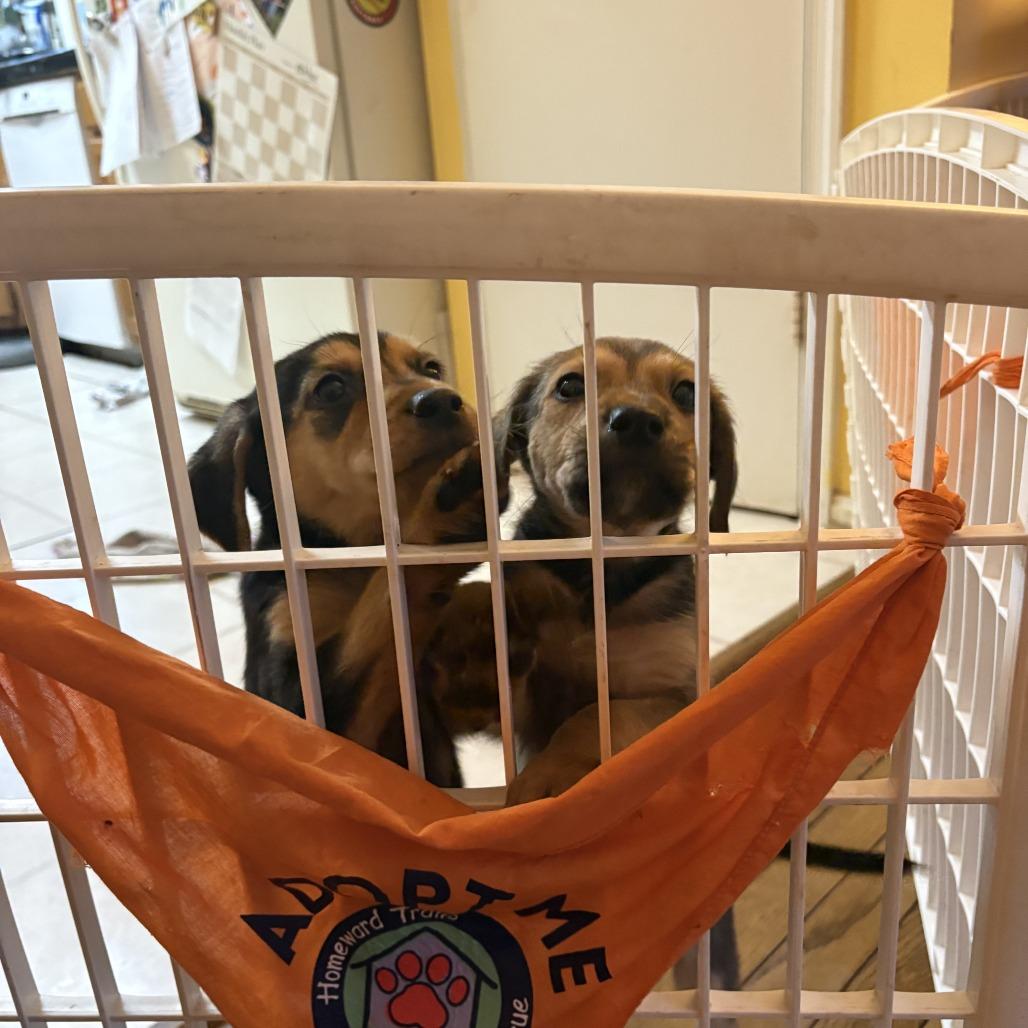 Rockie — thumbnail 5