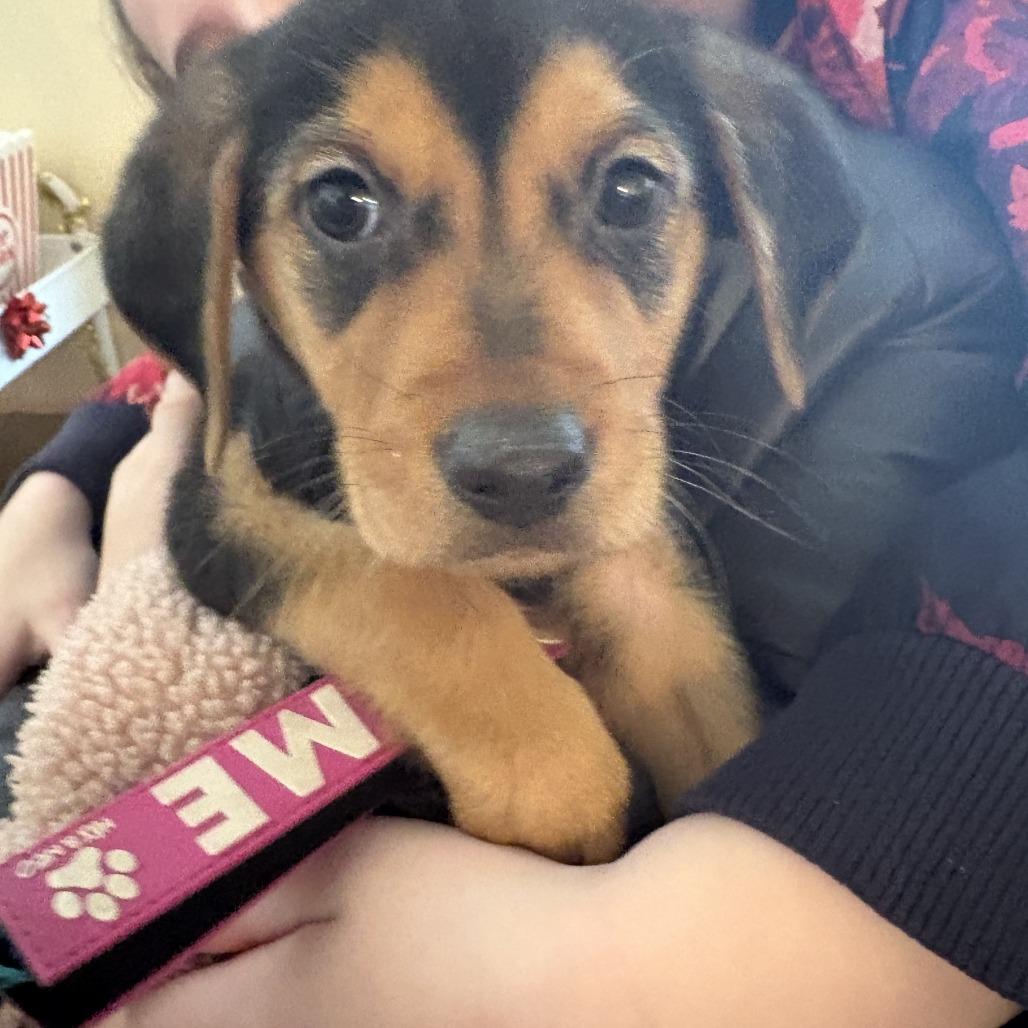 Rockie — thumbnail 6