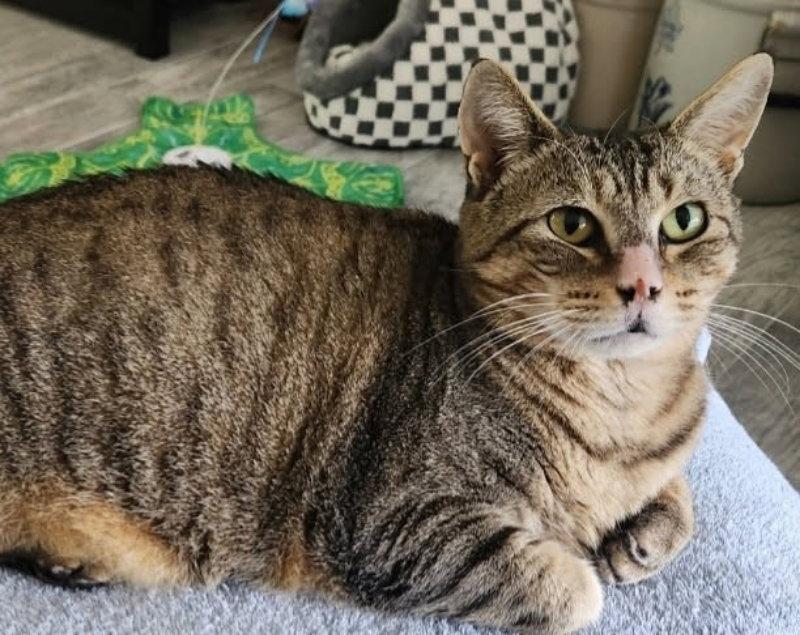 Enlarge Tiggy, a Adoptable Tabby in Ocala, FL image 1/3