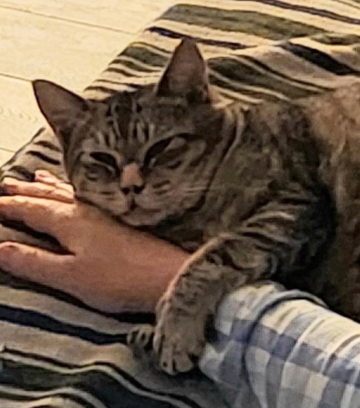 Enlarge Tiggy, a Adoptable Tabby in Ocala, FL image 2/3