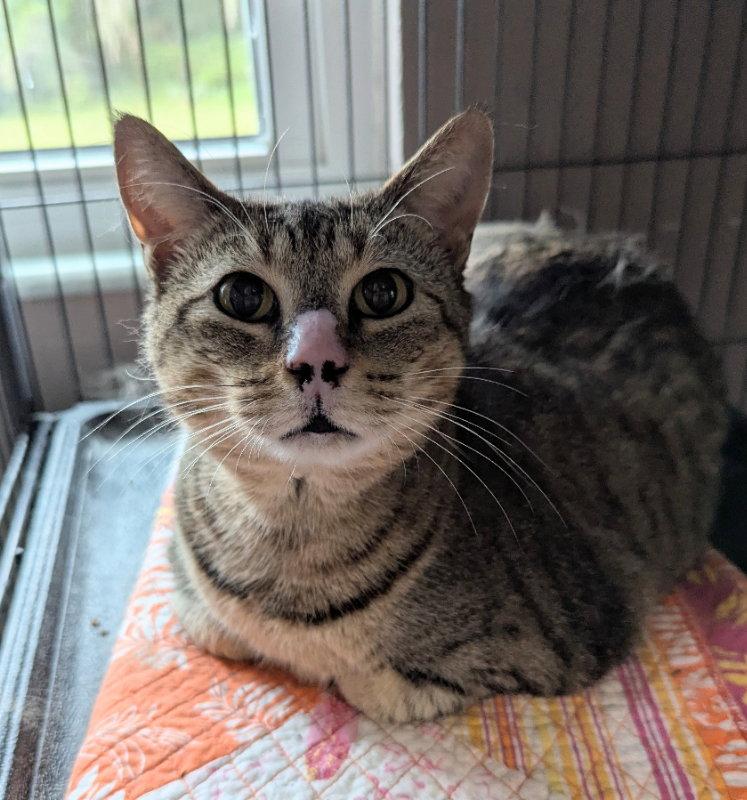 Enlarge Tiggy, a Adoptable Tabby in Ocala, FL image 3/3