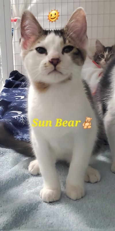 Sun Bear, Adoptable, Kitten Male Domestic Short Hair.