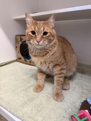 Stanley, Adoptable, Adult Male Domestic Short Hair & Domestic Short Hair.