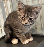 Sully, ADOPTABLE, Kitten Male Domestic Short Hair.