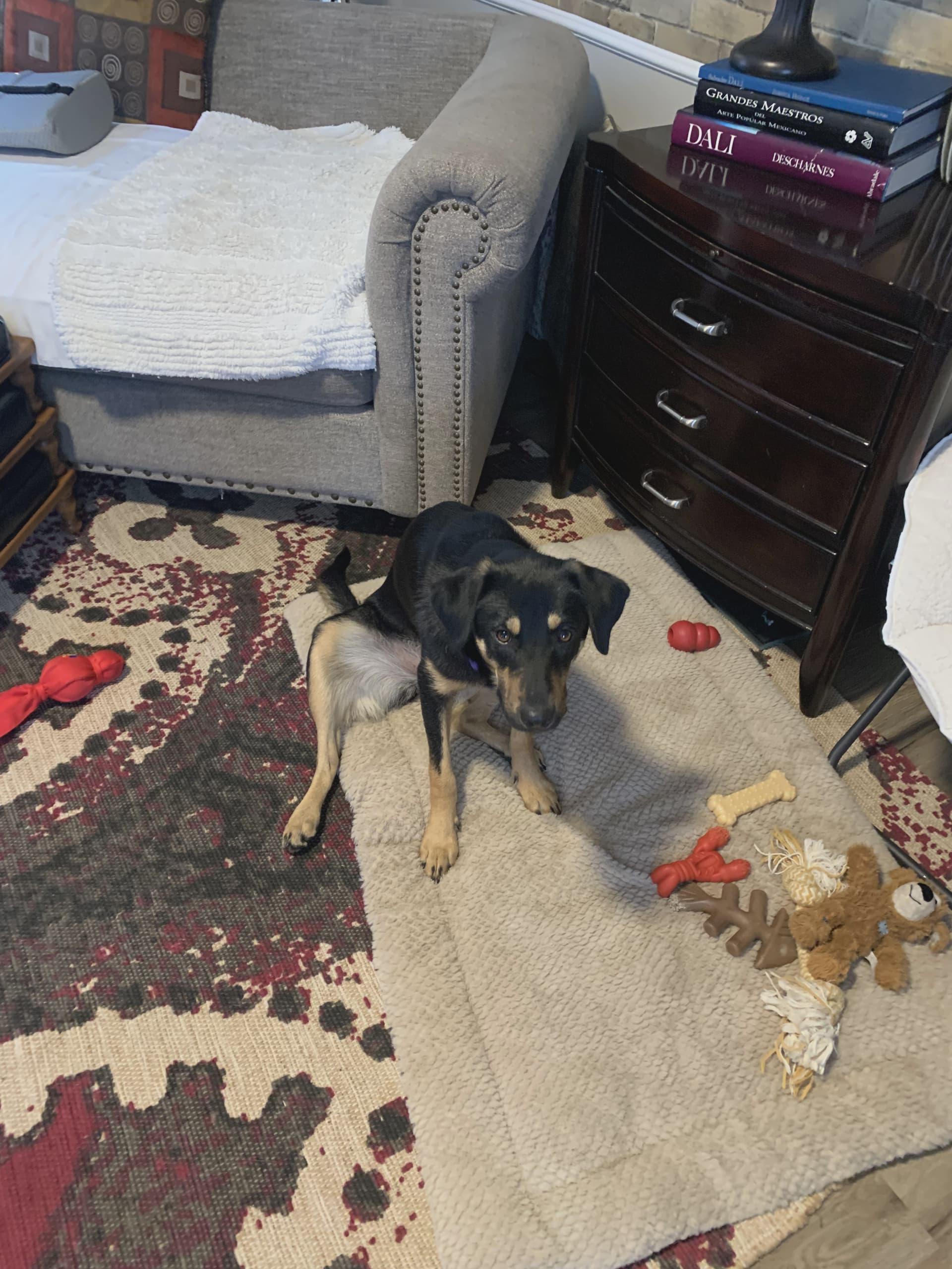 Maisy, a Adoptable mixed breed in Asheville, NC image 2/6