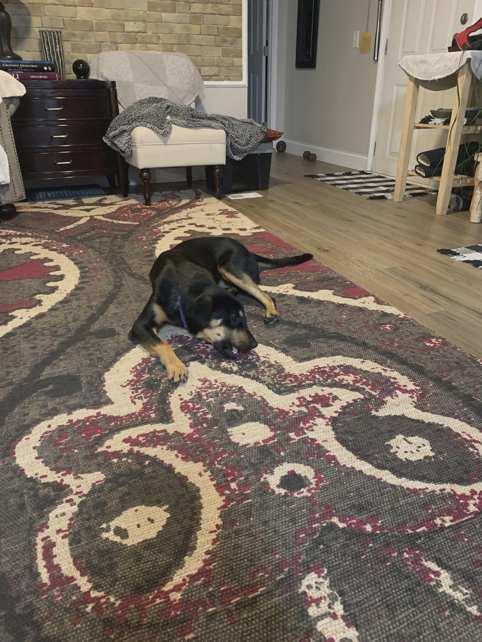 Maisy, a Adoptable mixed breed in Asheville, NC image 3/6