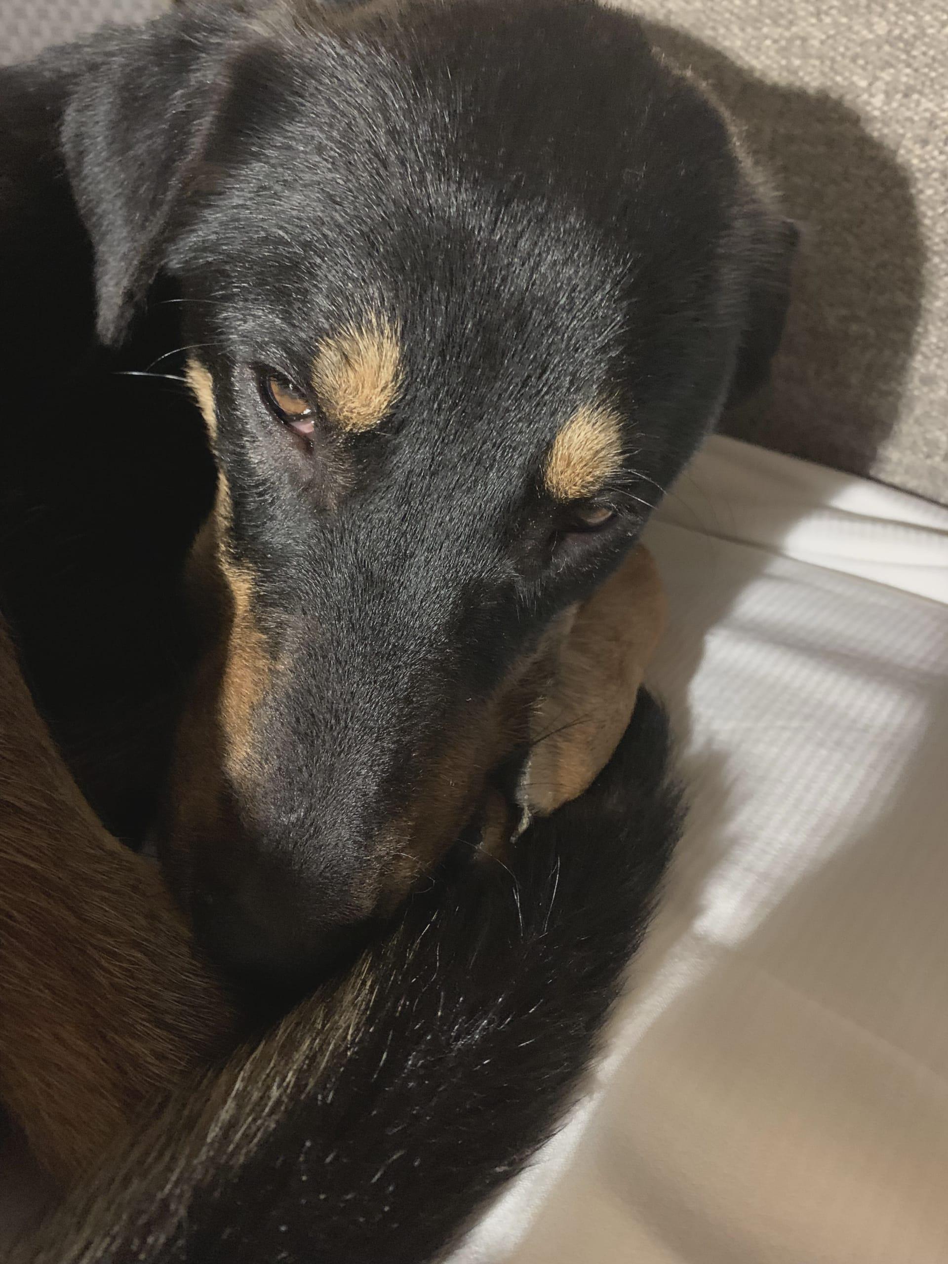 Maisy, a Adoptable mixed breed in Asheville, NC image 6/6