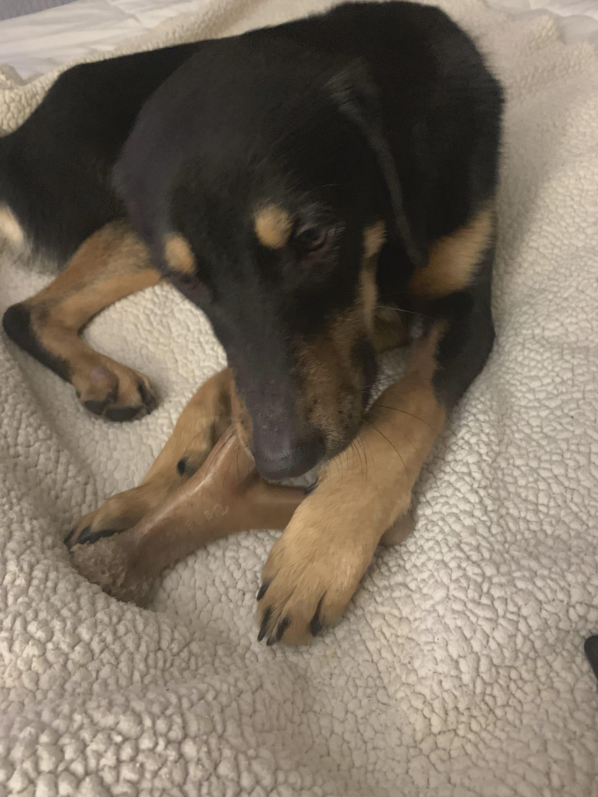 Maisy, a Adoptable mixed breed in Asheville, NC image 4/6