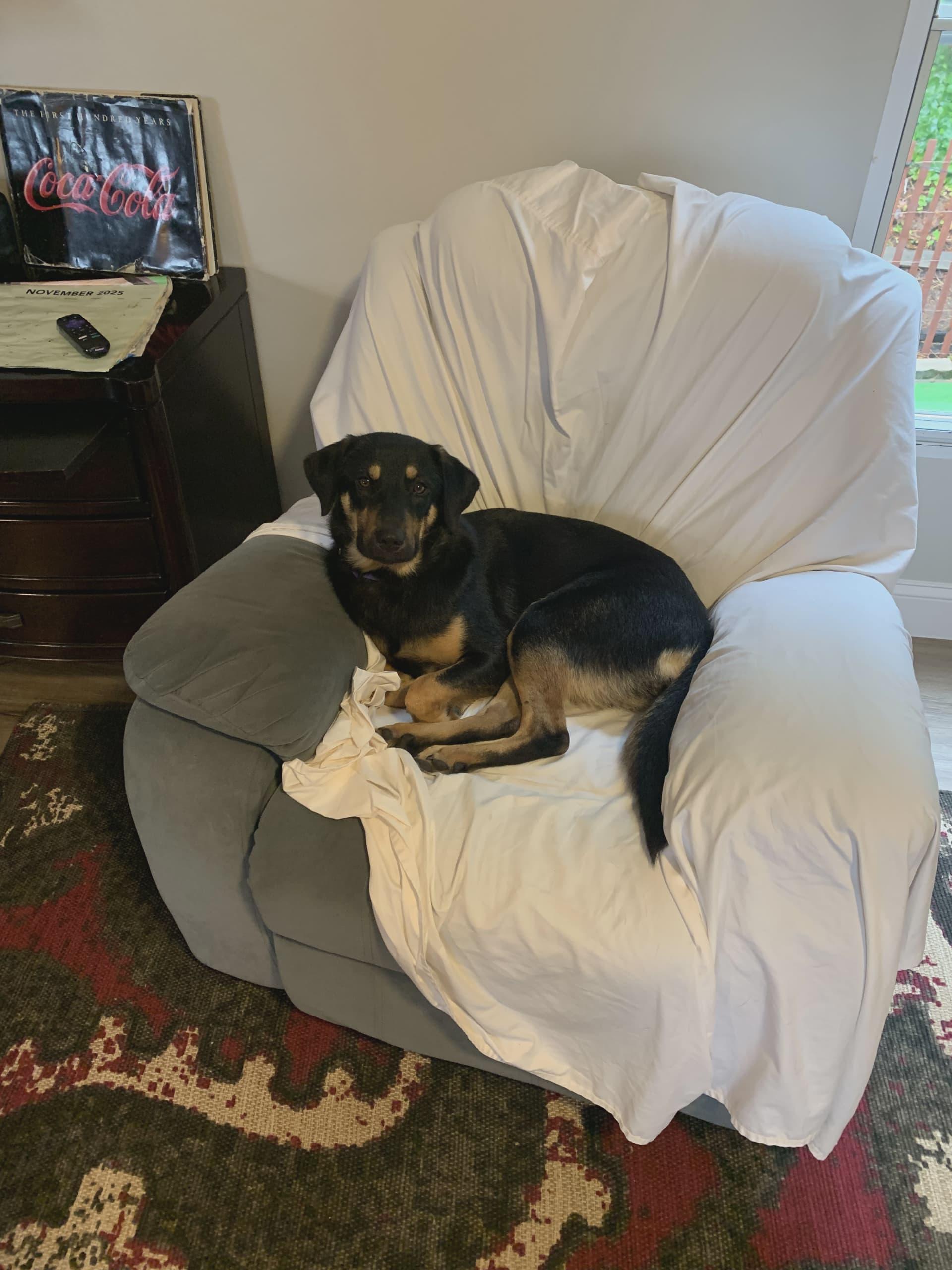Maisy, a Adoptable mixed breed in Asheville, NC image 1/6