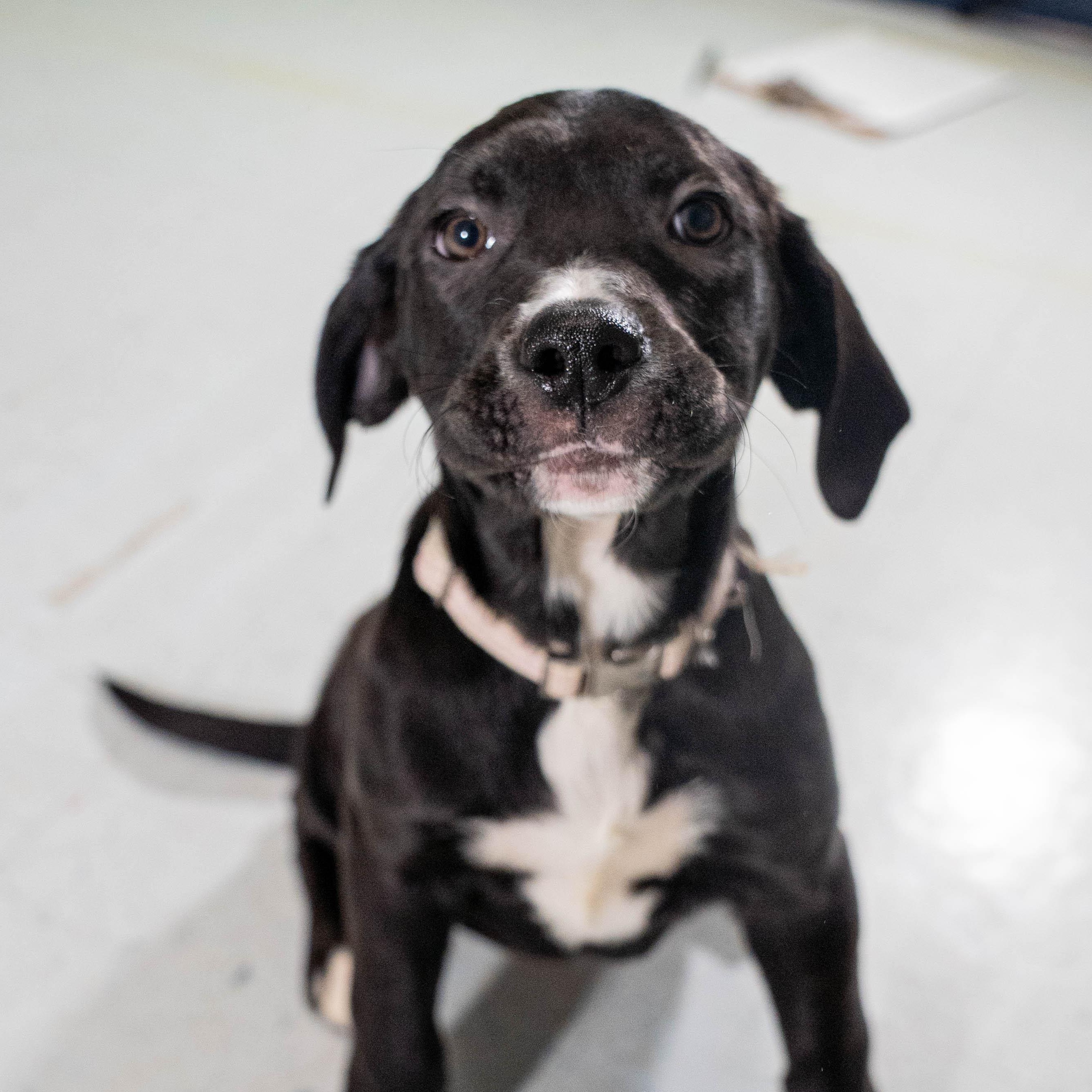 Enlarge Jakcie , a ADOPTABLE mixed breed in Columbia, MD image 1/3