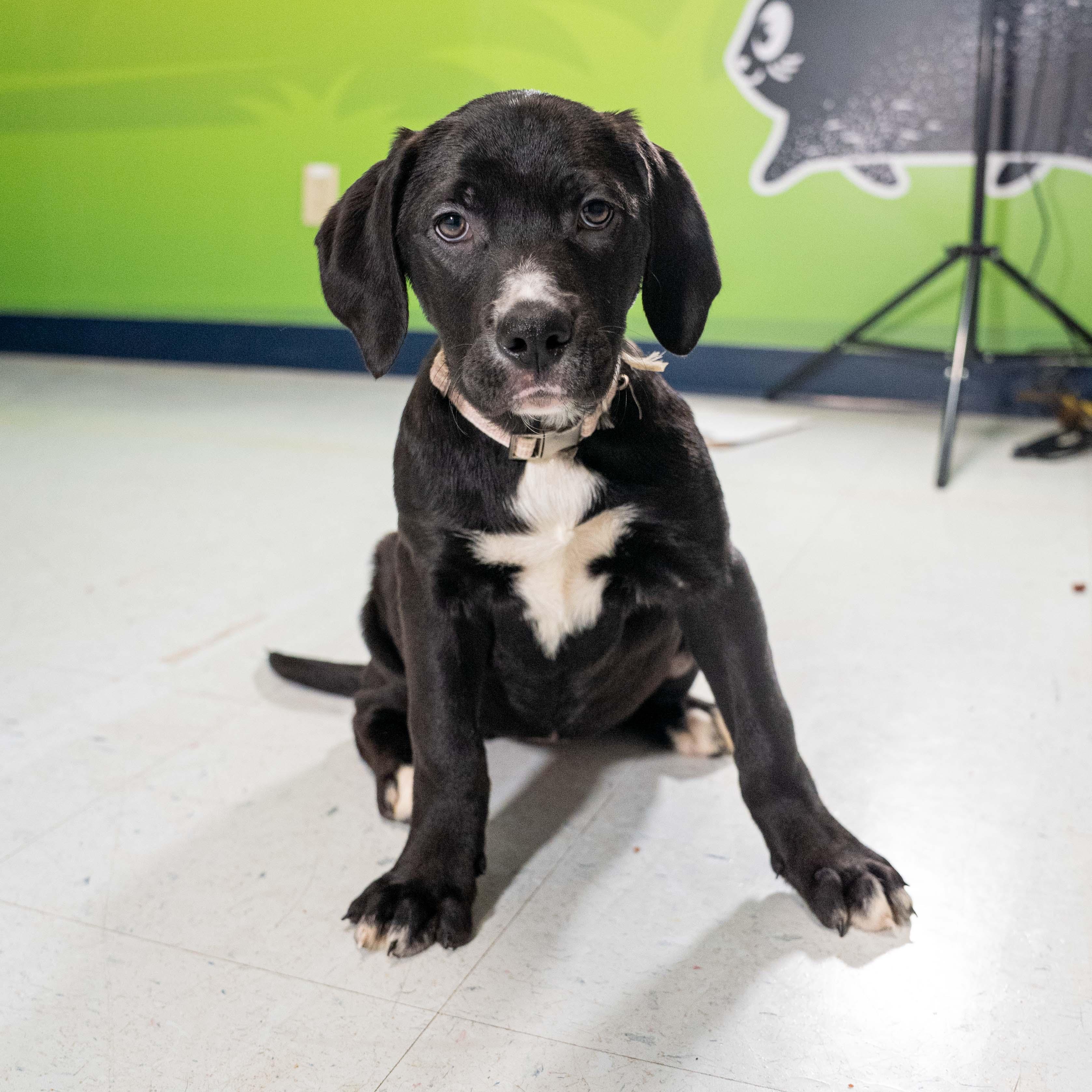 Enlarge Jakcie , a ADOPTABLE mixed breed in Columbia, MD image 2/3