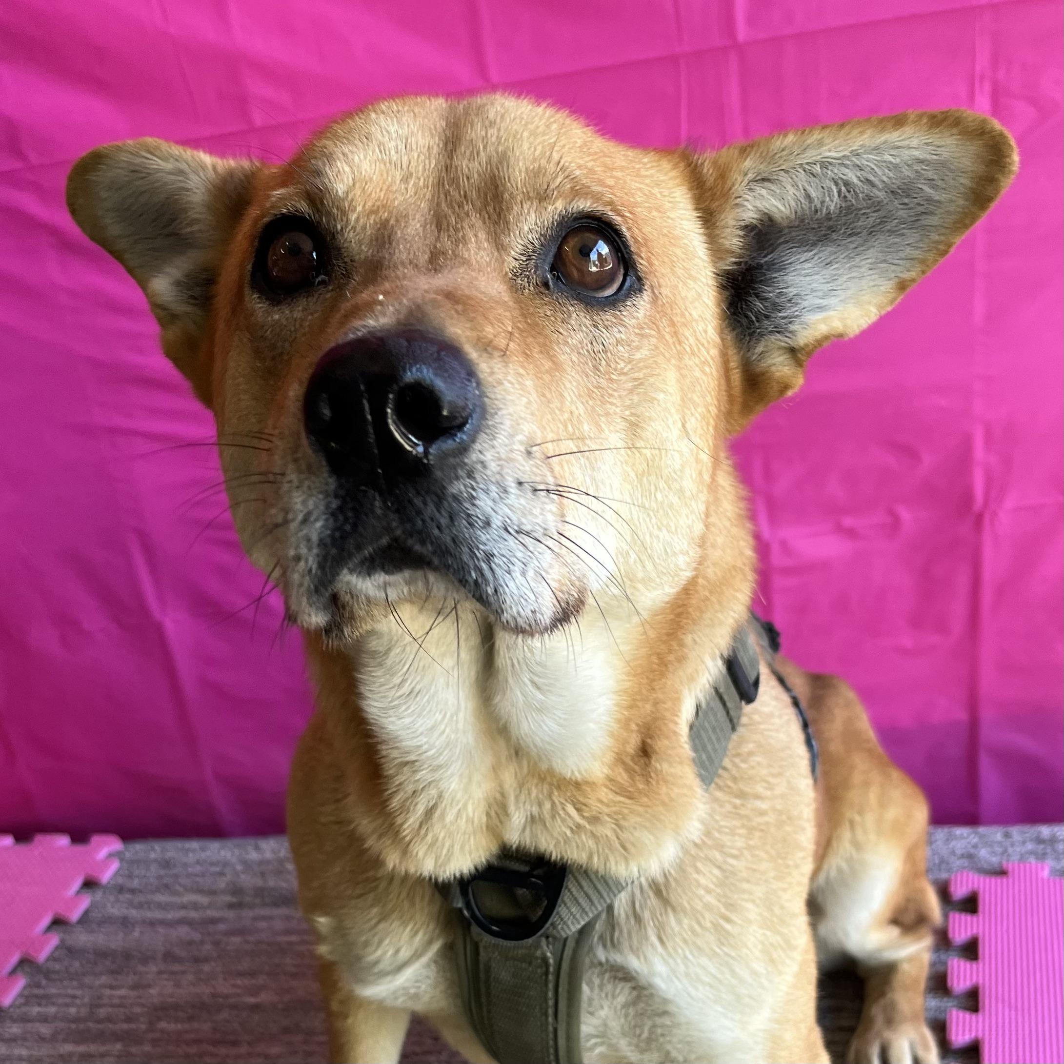 Dog for adoption Scooby, a Shepherd & Mix in Las Vegas, NV