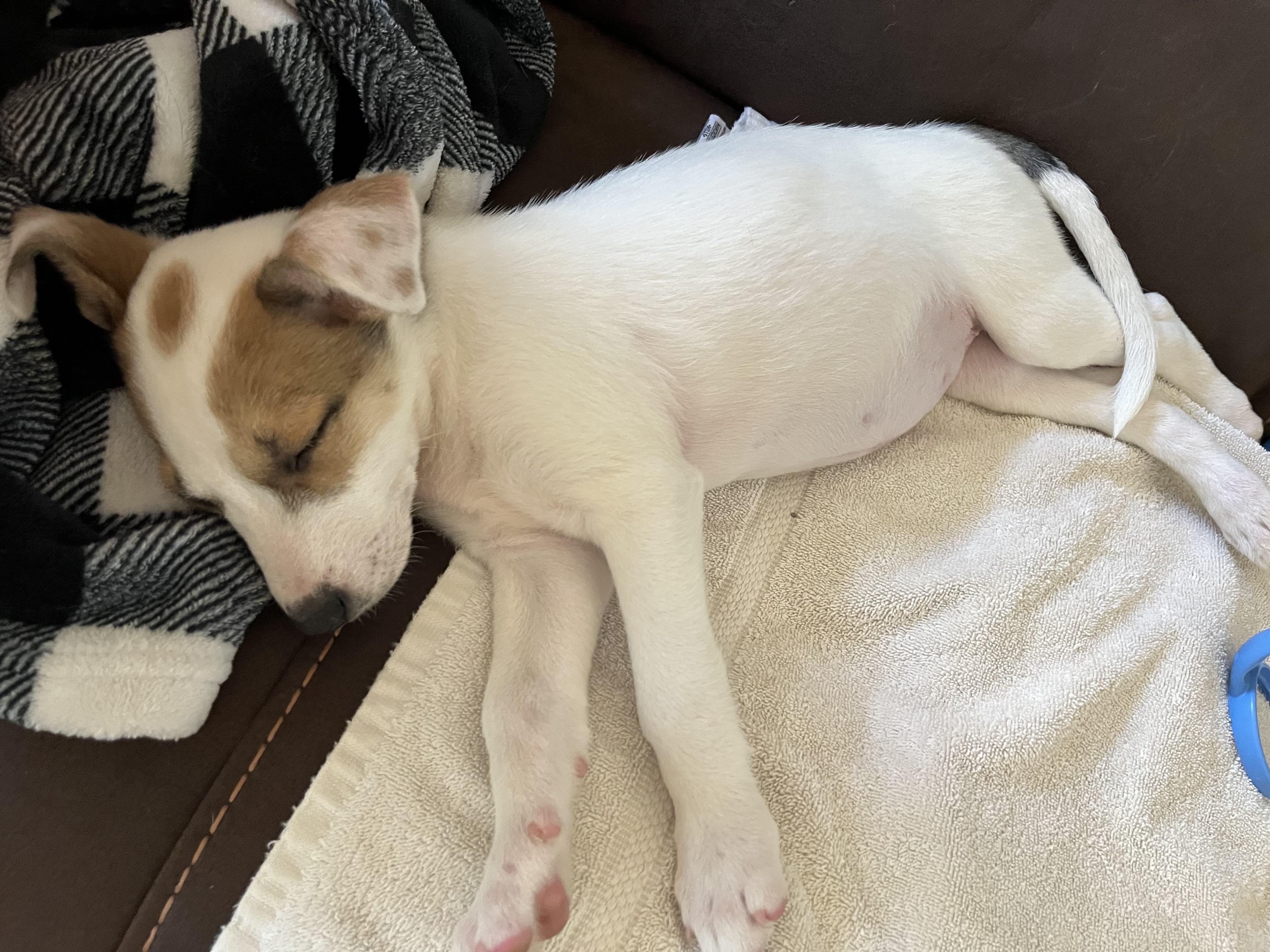Enlarge Summer, a Adopted mixed breed in Humble, TX image 3/4