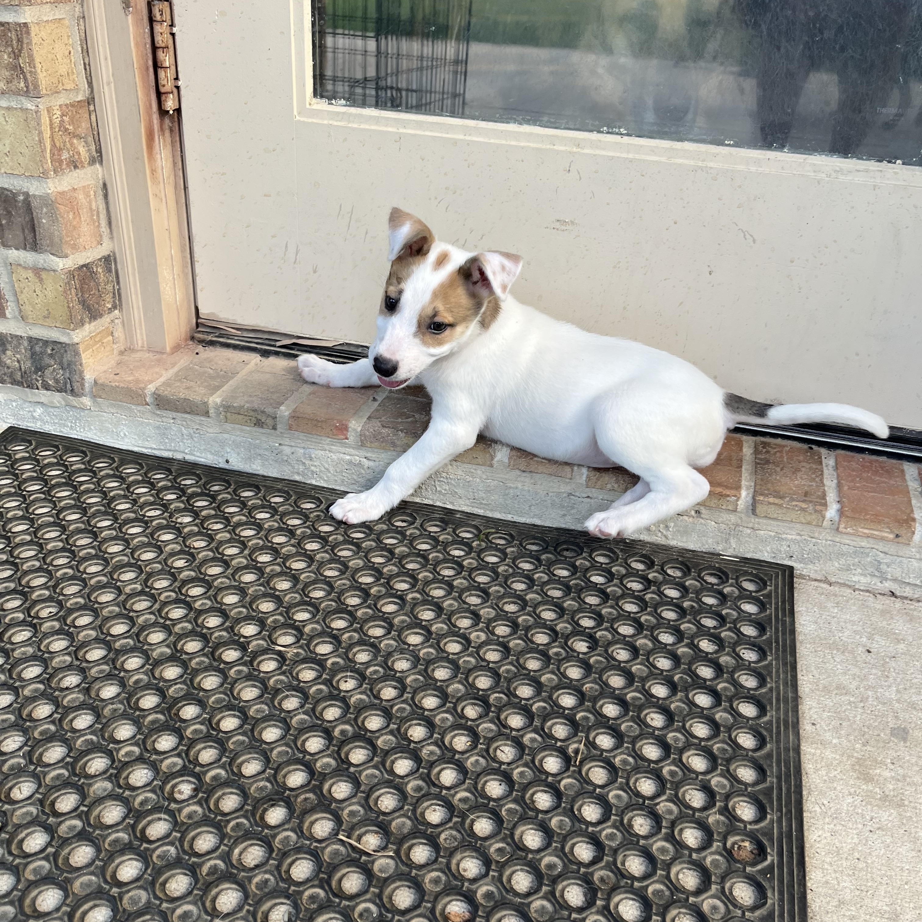 Enlarge Summer, a Adopted mixed breed in Humble, TX image 4/4