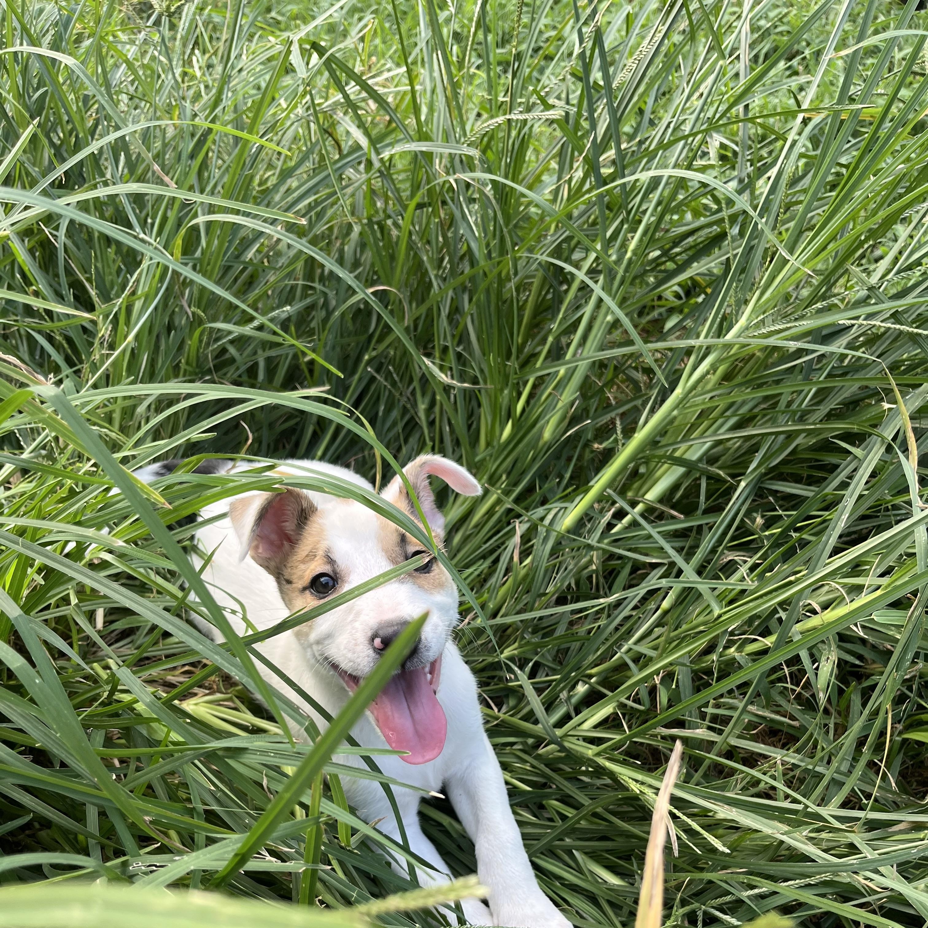 Enlarge Summer, a Adopted mixed breed in Humble, TX image 2/4