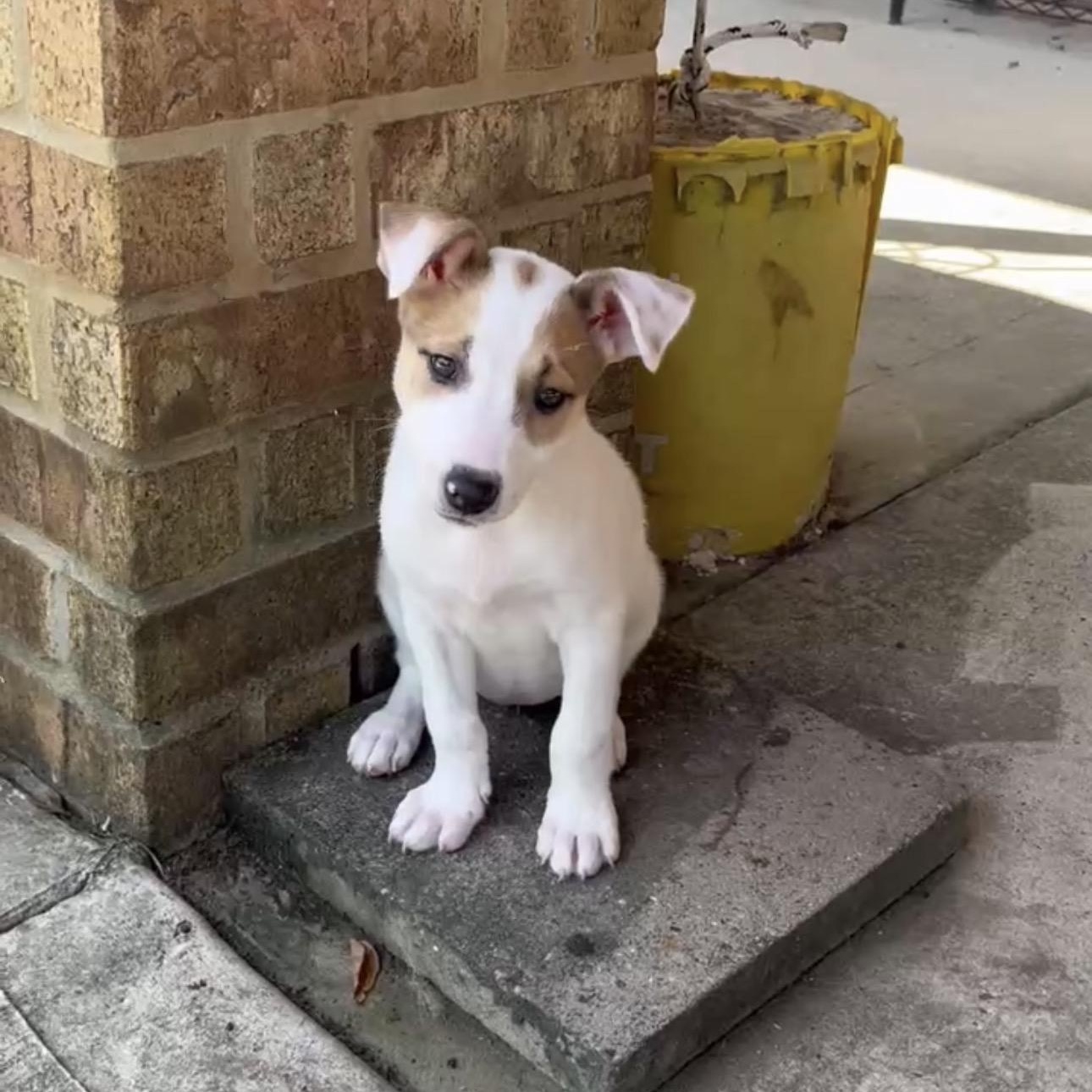 Summer, Adopted, Puppy Female Shepherd & Collie.