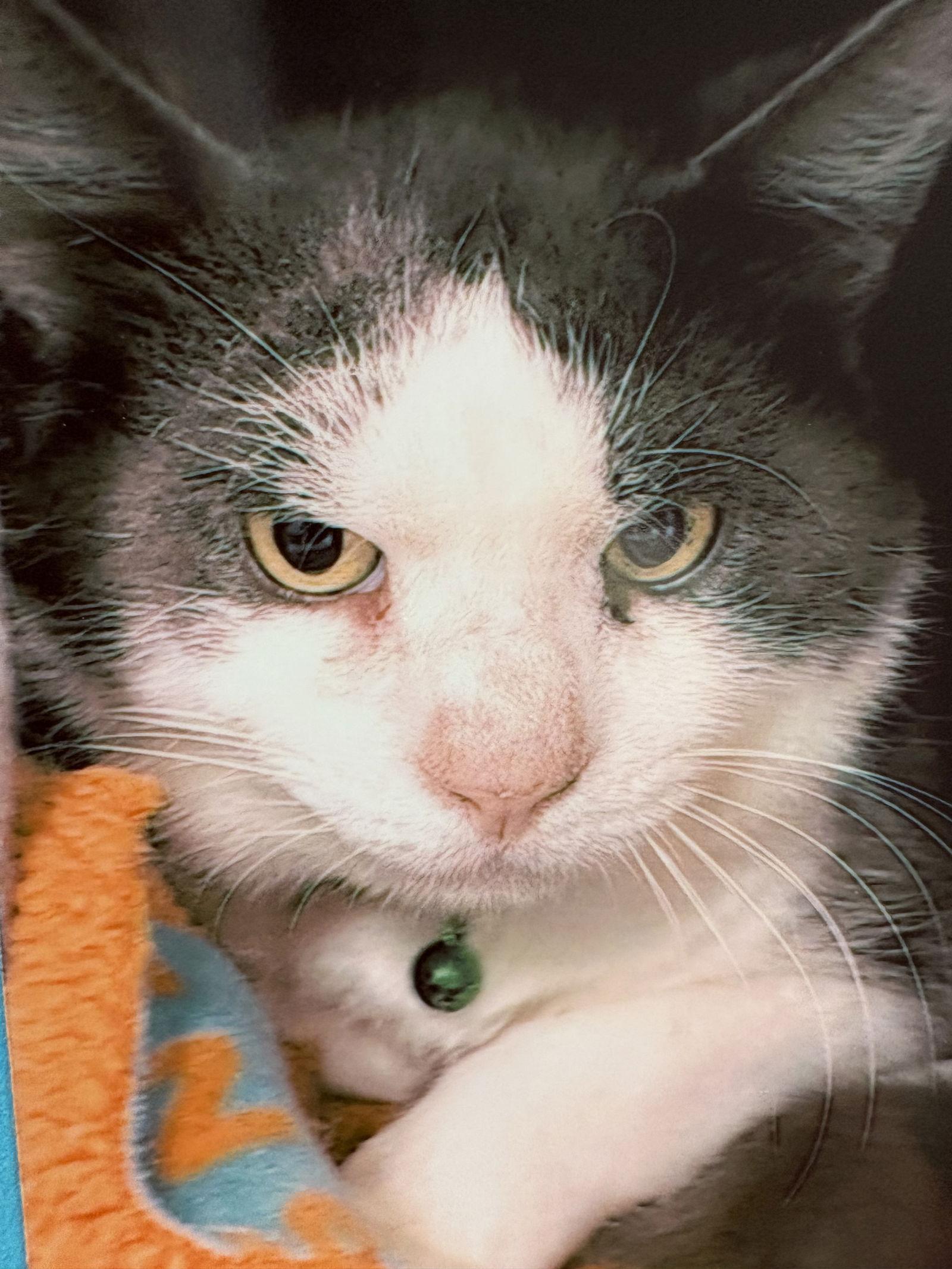 Enlarge Mars, a Adoptable Domestic Short Hair in Pittsburgh, PA image 1/1