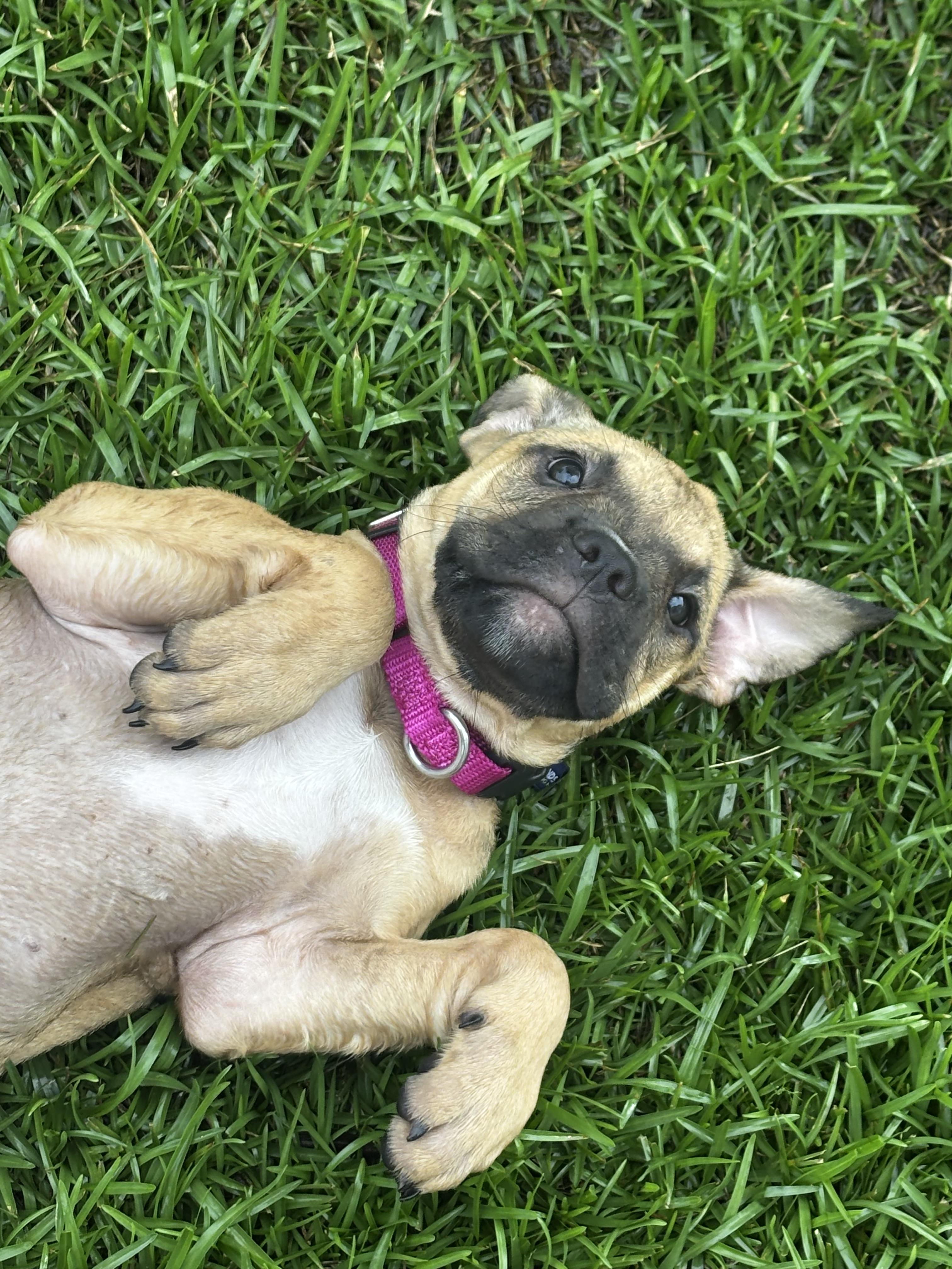 Enlarge Pippa ( in foster ), an adopted Mixed Breed in Myrtle Beach, SC image 2/4