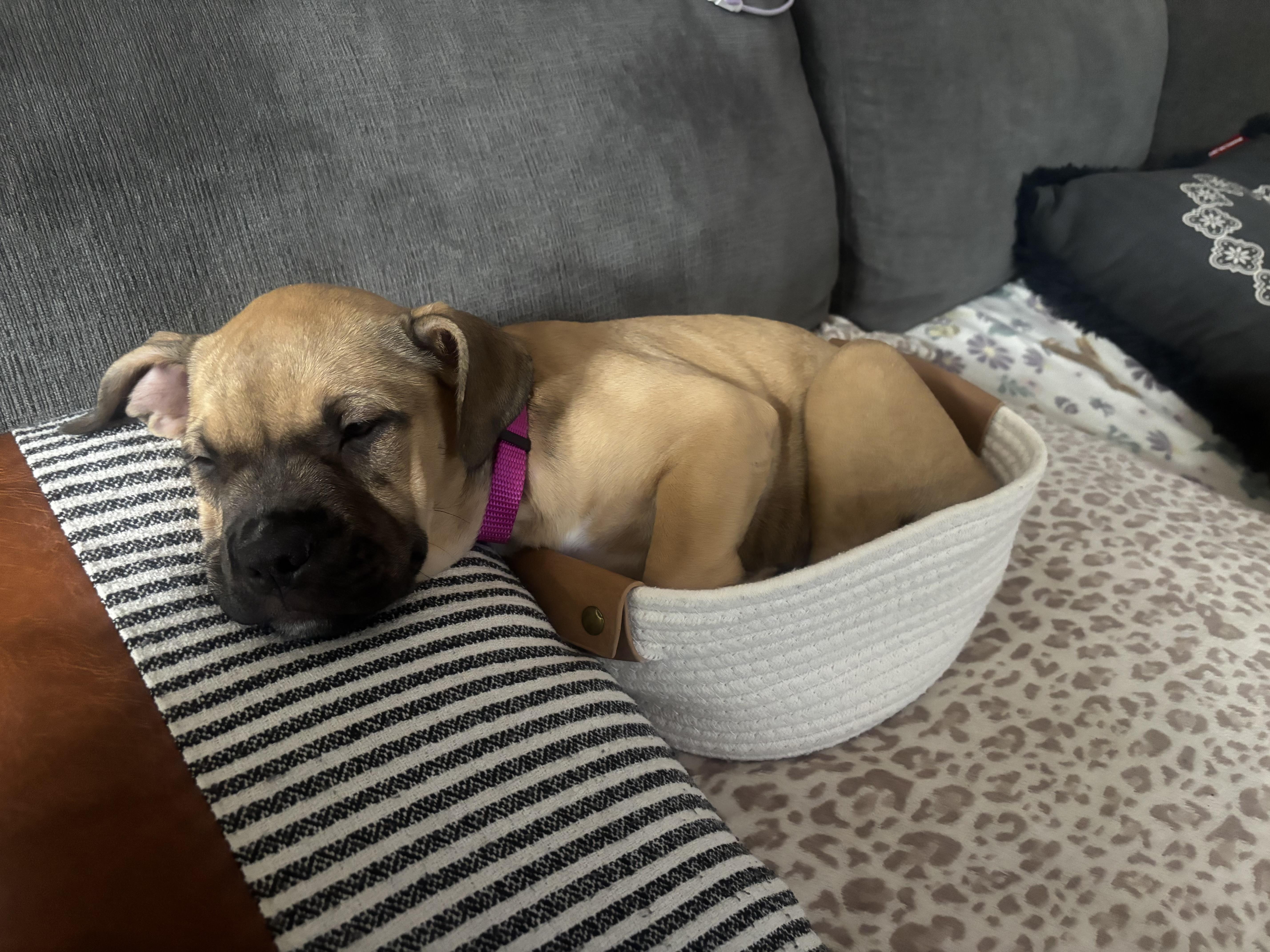 Enlarge Pippa ( in foster ), an adopted Mixed Breed in Myrtle Beach, SC image 3/4