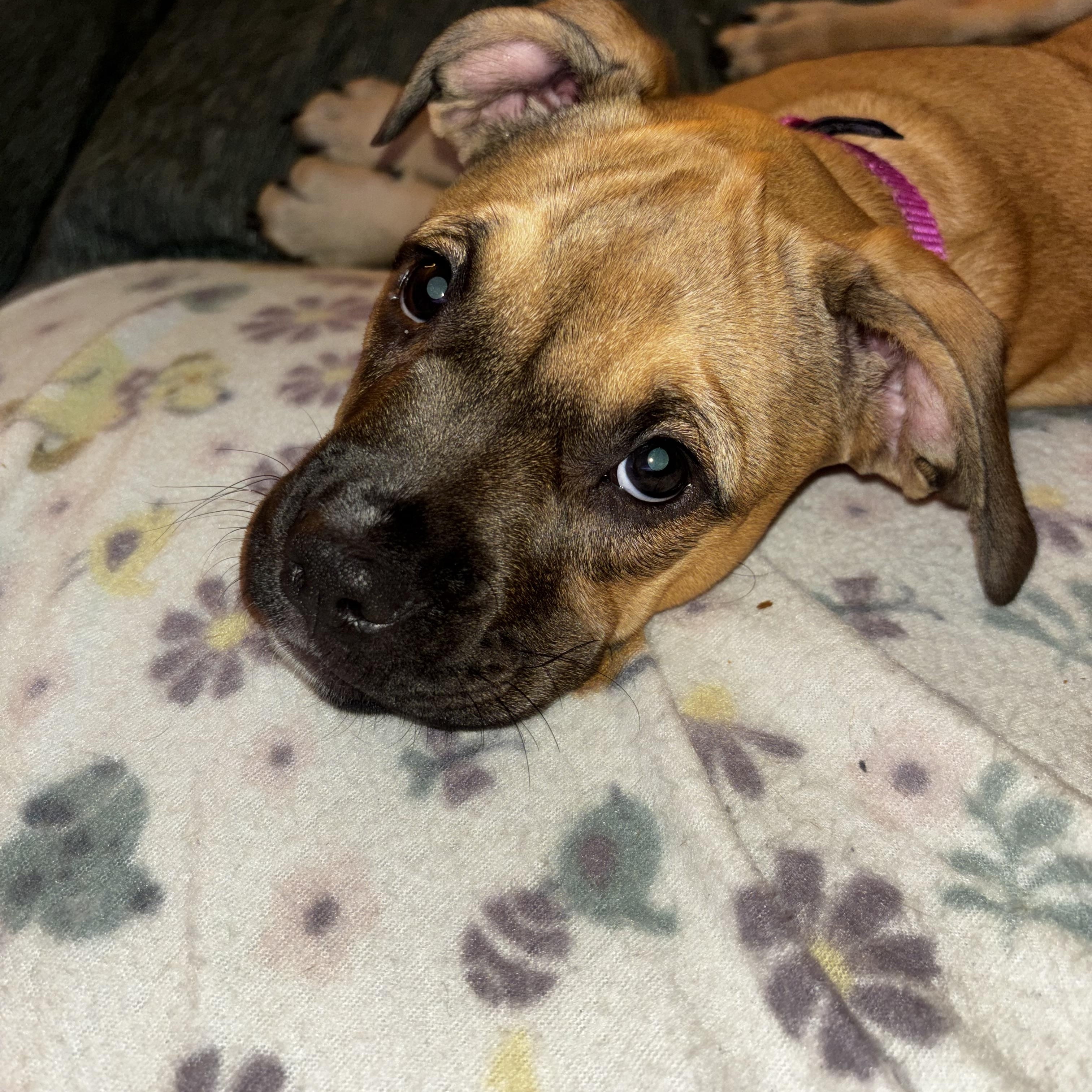 Pippa ( in foster ), adopted, Young Female Mixed Breed.