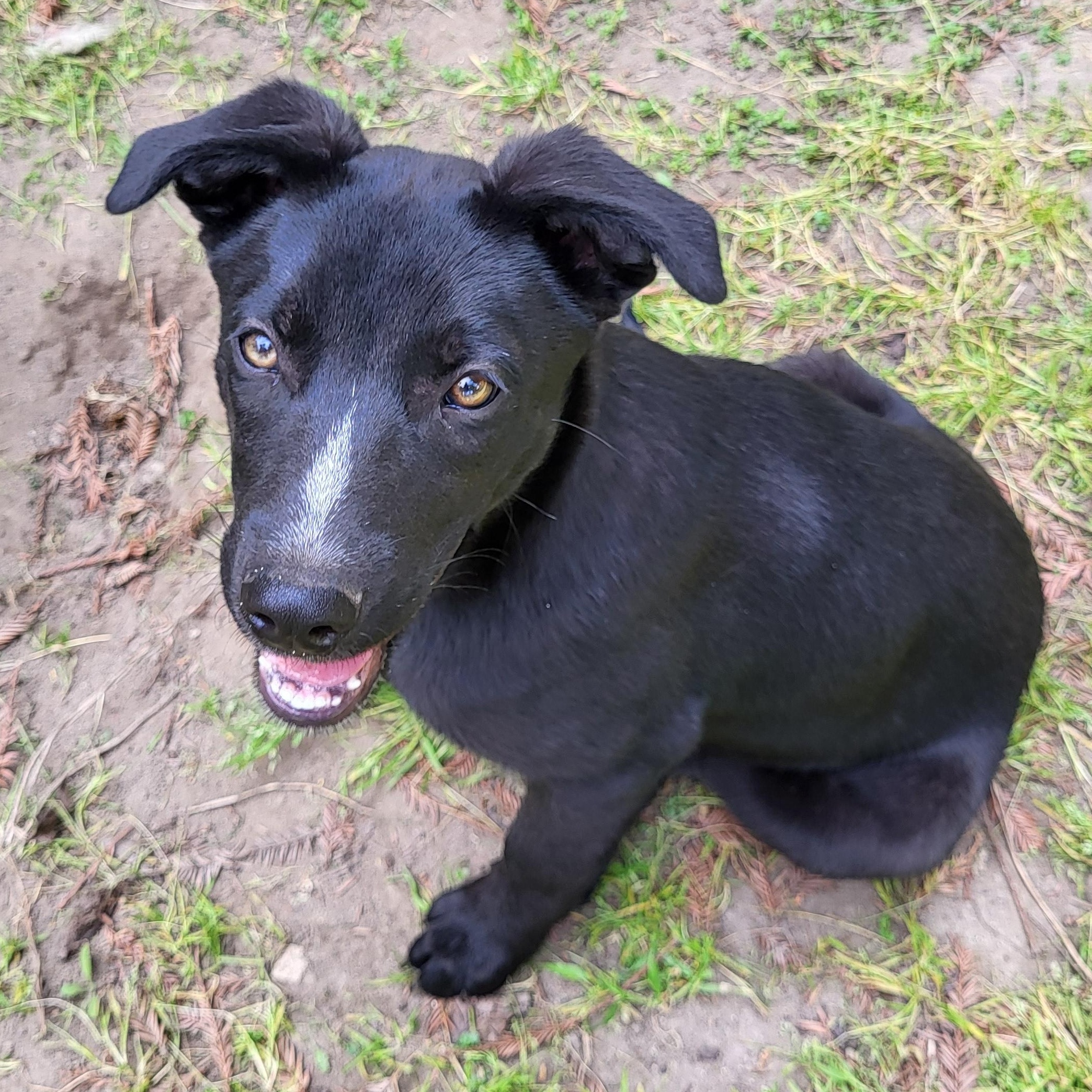 Enlarge Missy, a Adopted mixed breed in Modesto, CA image 2/3