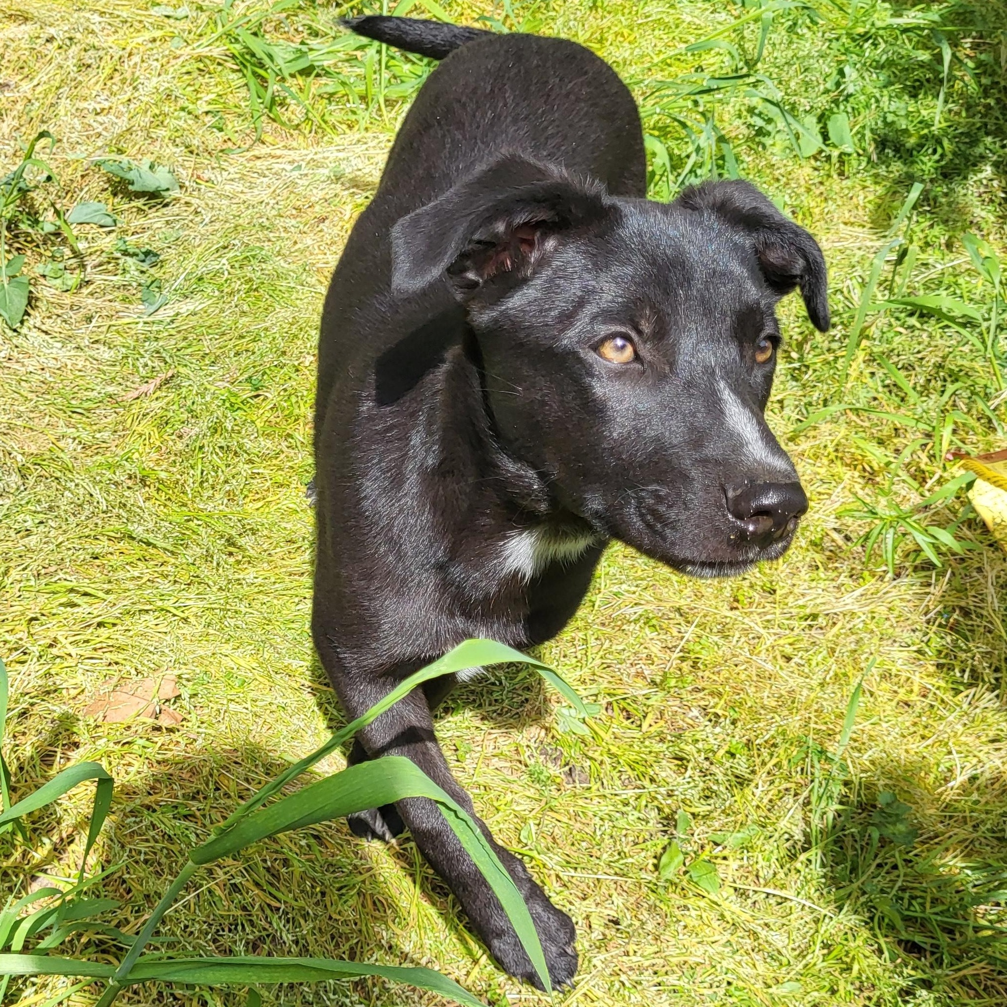 Enlarge Missy, a Adopted mixed breed in Modesto, CA image 1/3