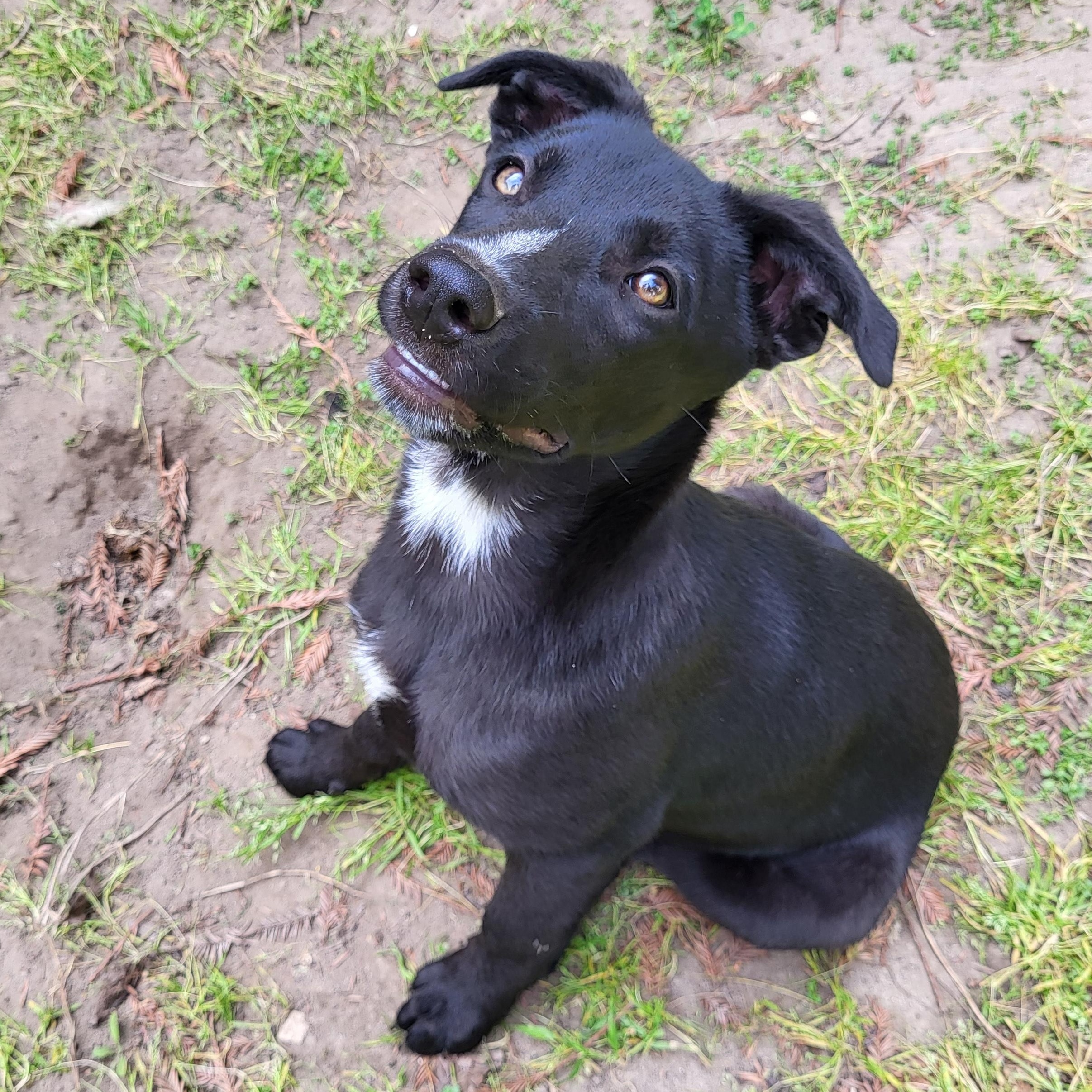 Enlarge Missy, a Adopted mixed breed in Modesto, CA image 3/3