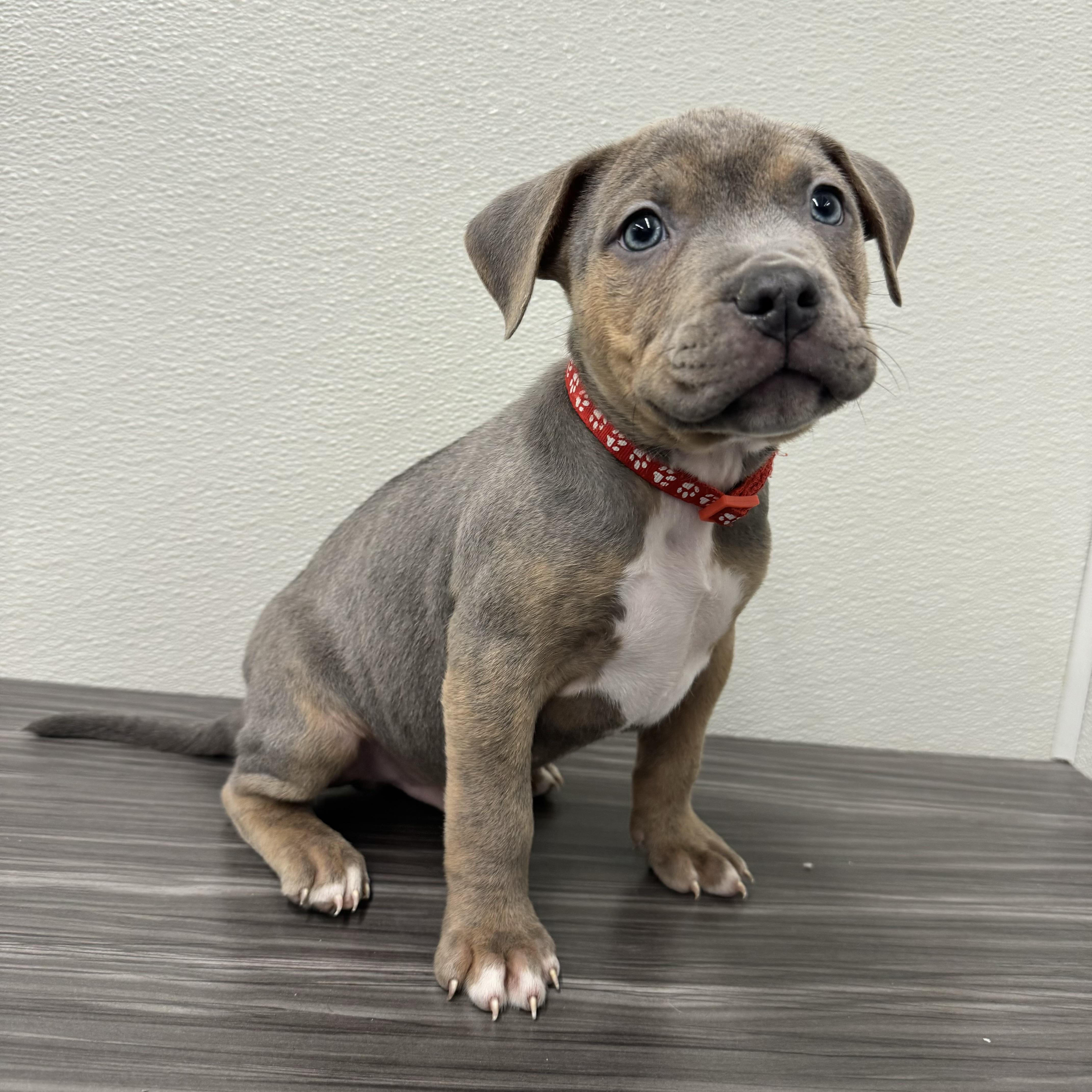 Enlarge Smoke, an adopted mixed breed in China Township, MI image 1/6