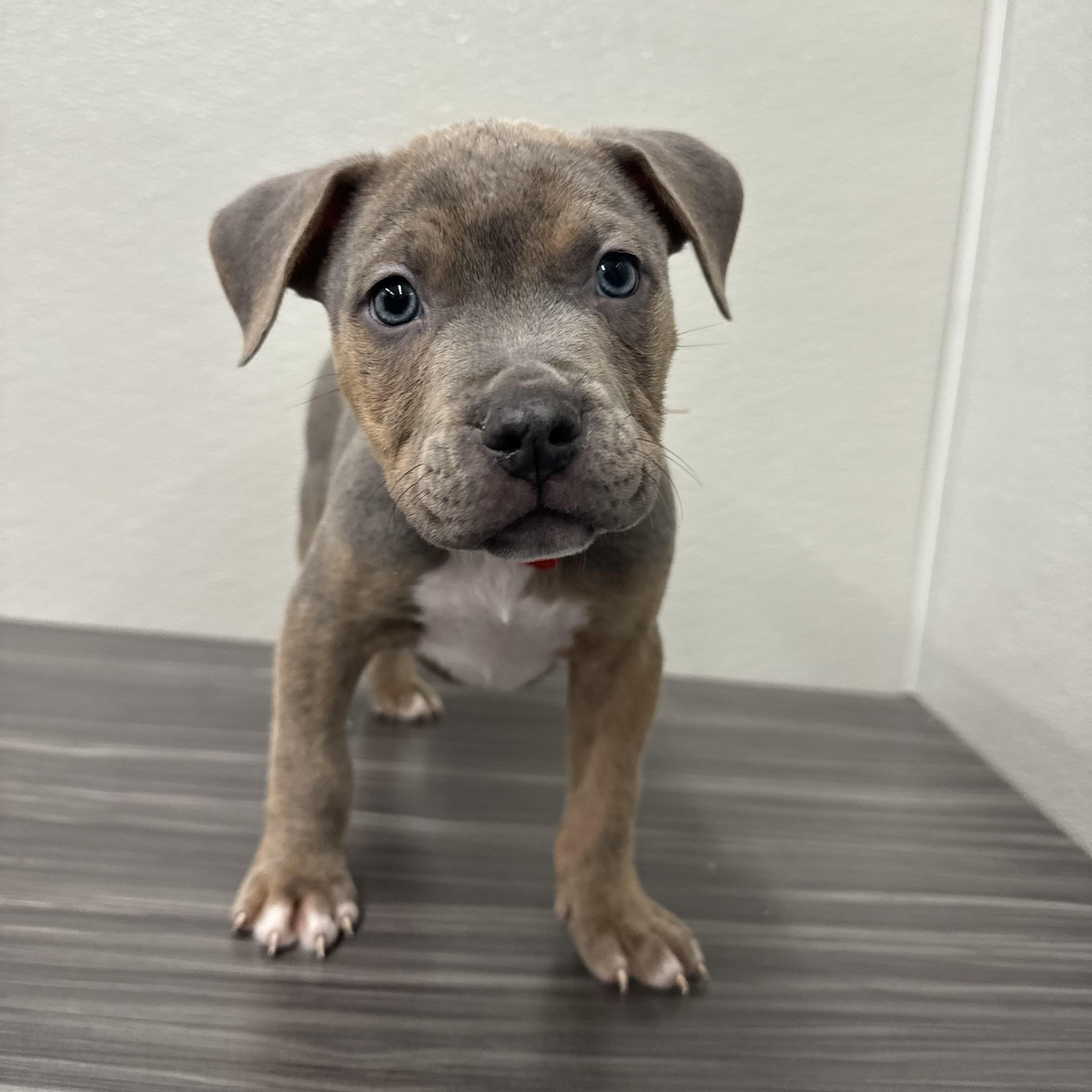 Enlarge Smoke, an adopted mixed breed in China Township, MI image 3/6