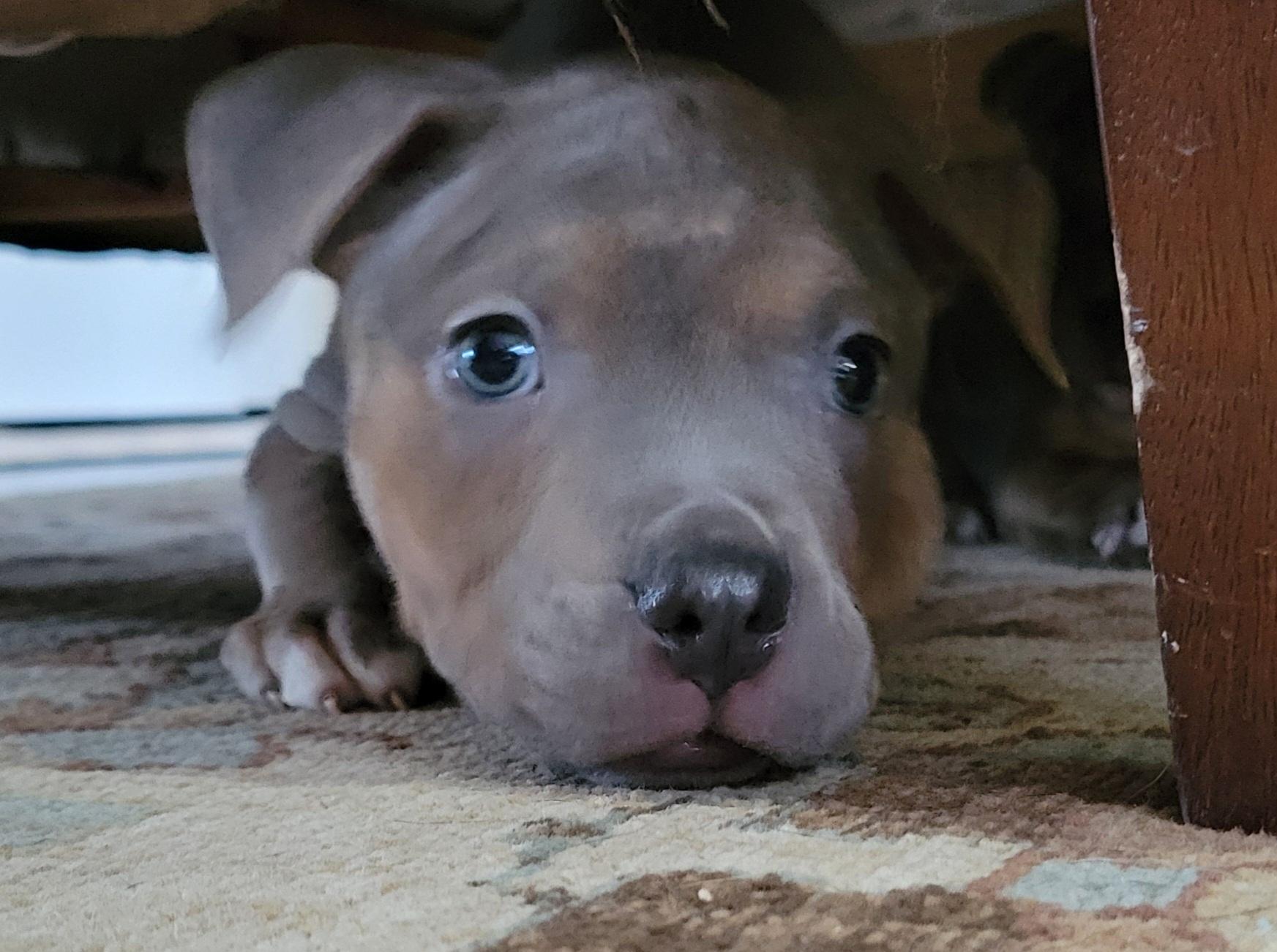 Enlarge Smoke, an adopted mixed breed in China Township, MI image 5/6