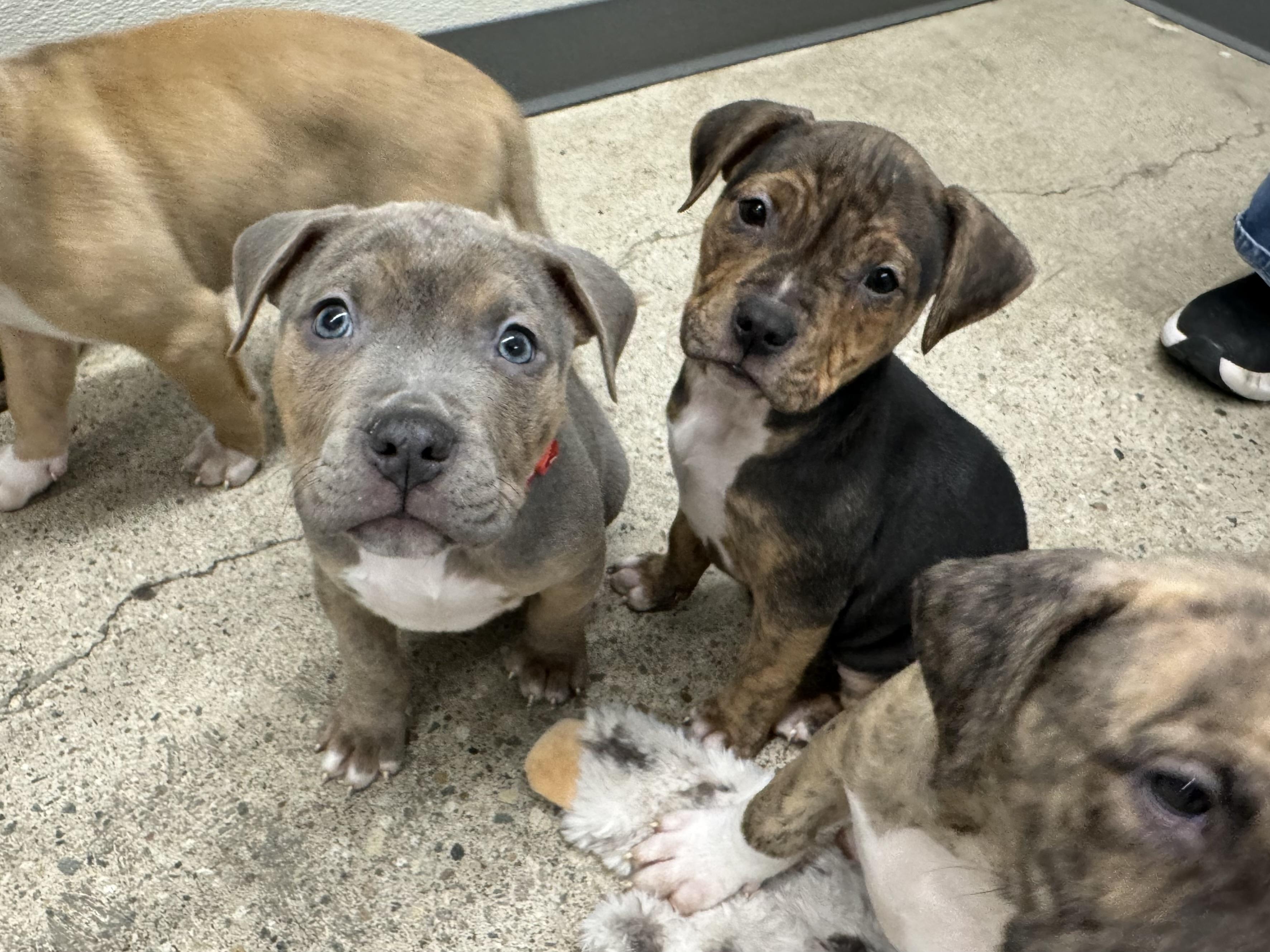 Enlarge Smoke, an adopted mixed breed in China Township, MI image 4/6