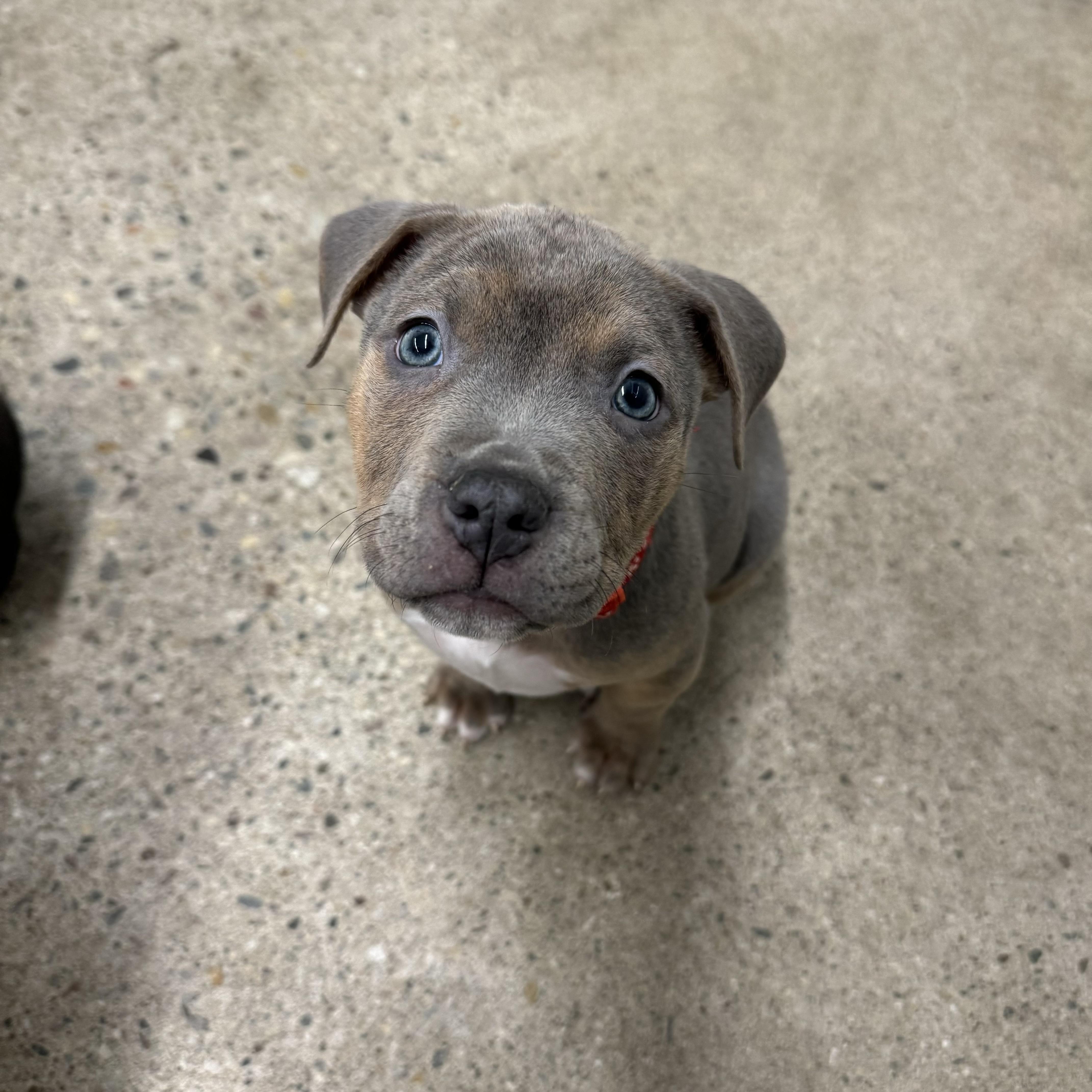 Enlarge Smoke, an adopted mixed breed in China Township, MI image 2/6