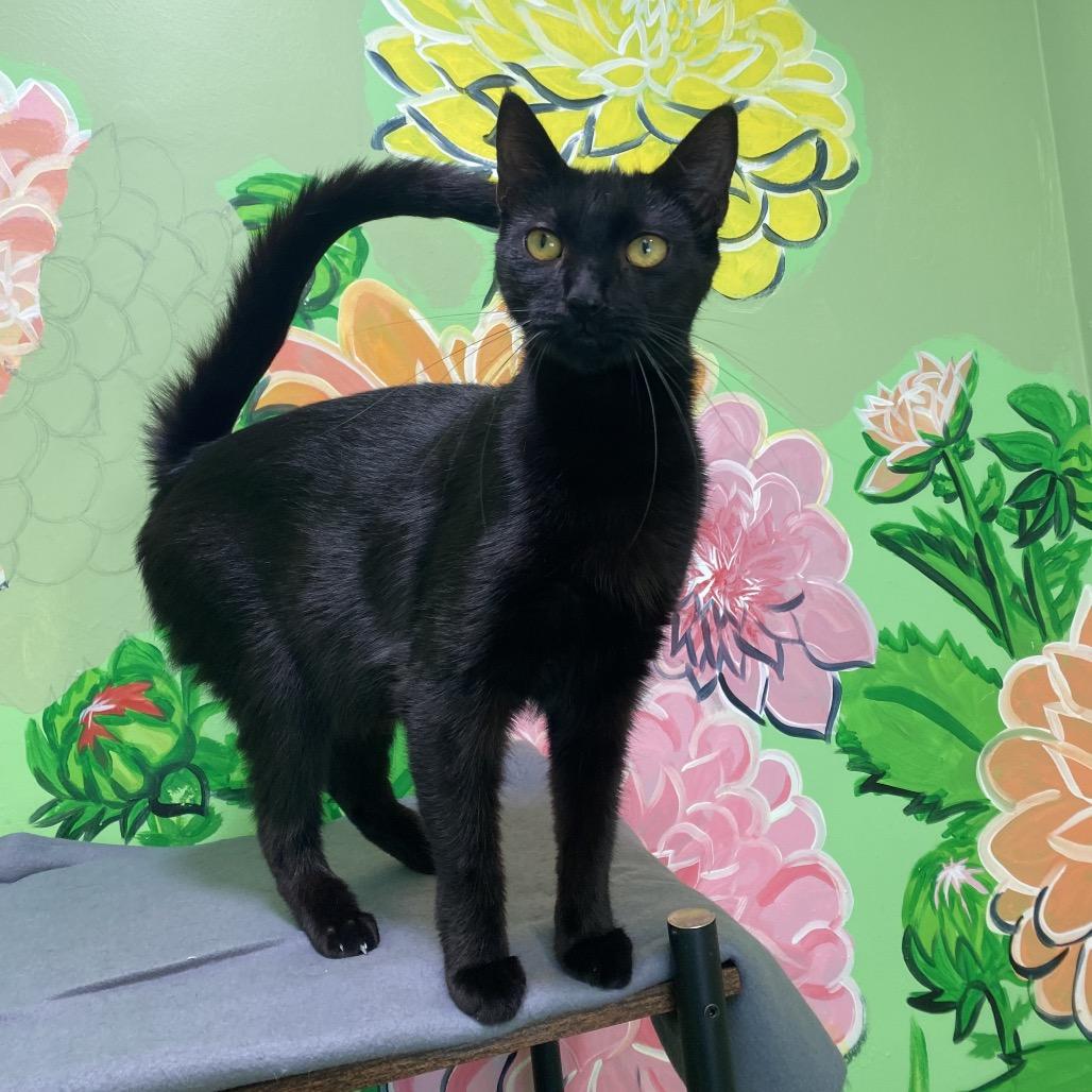 Sirena, a Adoptable Domestic Short Hair in San Pablo, CA image 1/6