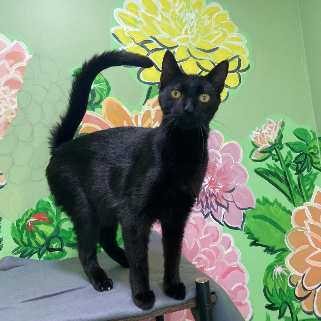 Sirena, a Adoptable Domestic Short Hair in San Pablo, CA image 2/6