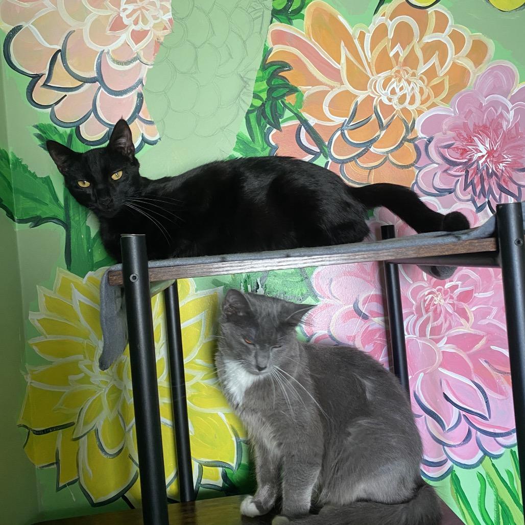 Sirena, a Adoptable Domestic Short Hair in San Pablo, CA image 4/6