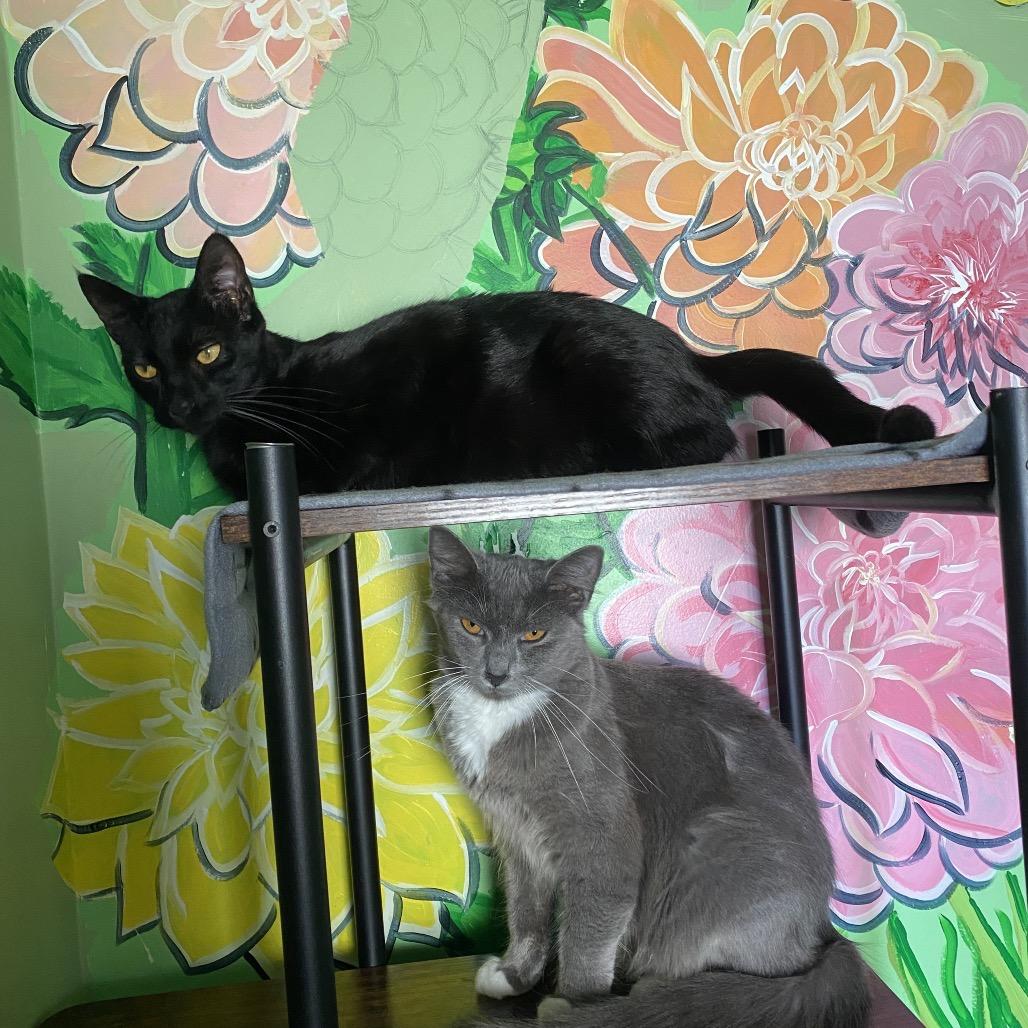 Enlarge Sirena, a Adoptable Domestic Short Hair in San Pablo, CA image 4/6