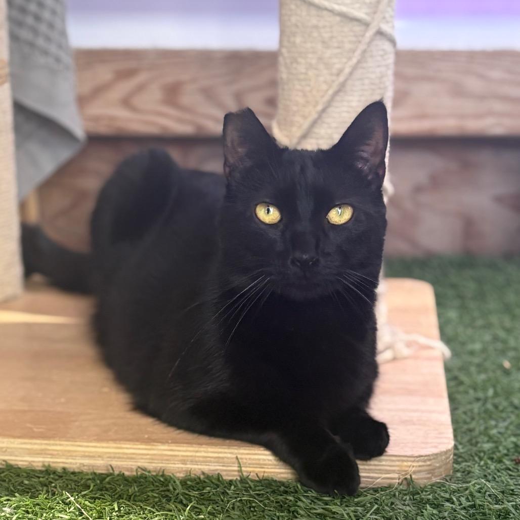 Enlarge Sirena, a Adoptable Domestic Short Hair in San Pablo, CA image 5/6